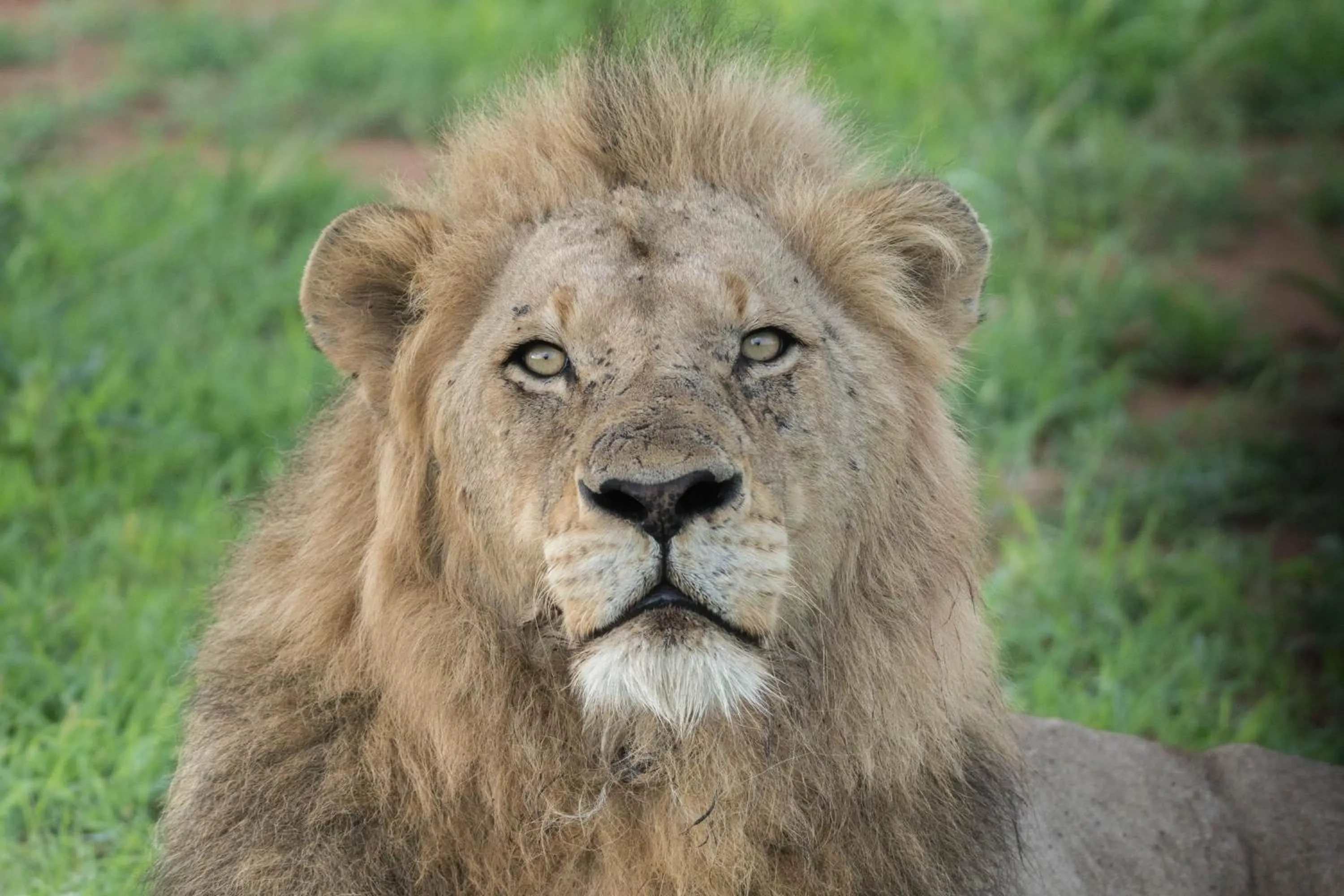 Animals in Bushbaby River Lodge
