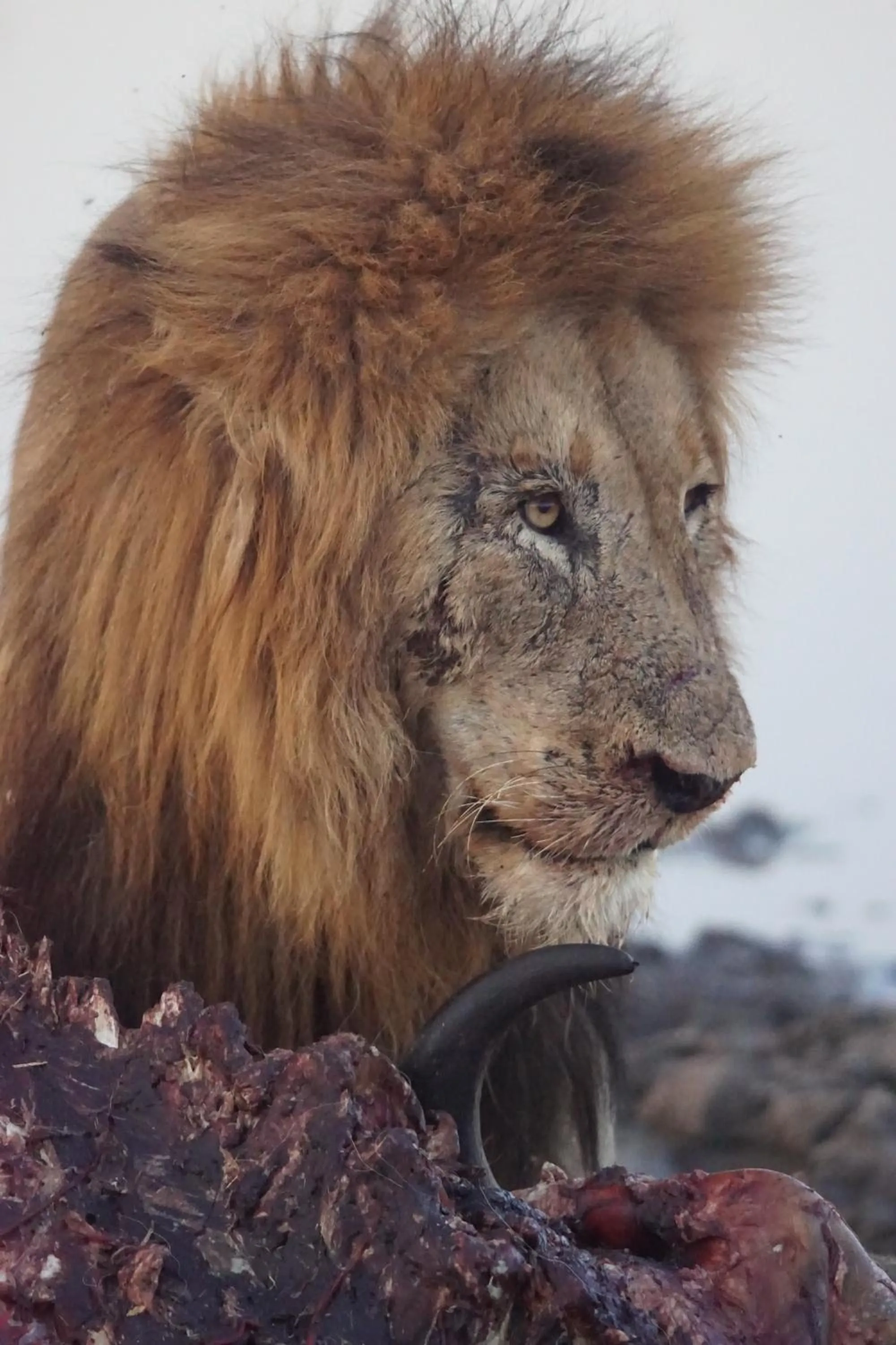 Animals in Bushbaby River Lodge