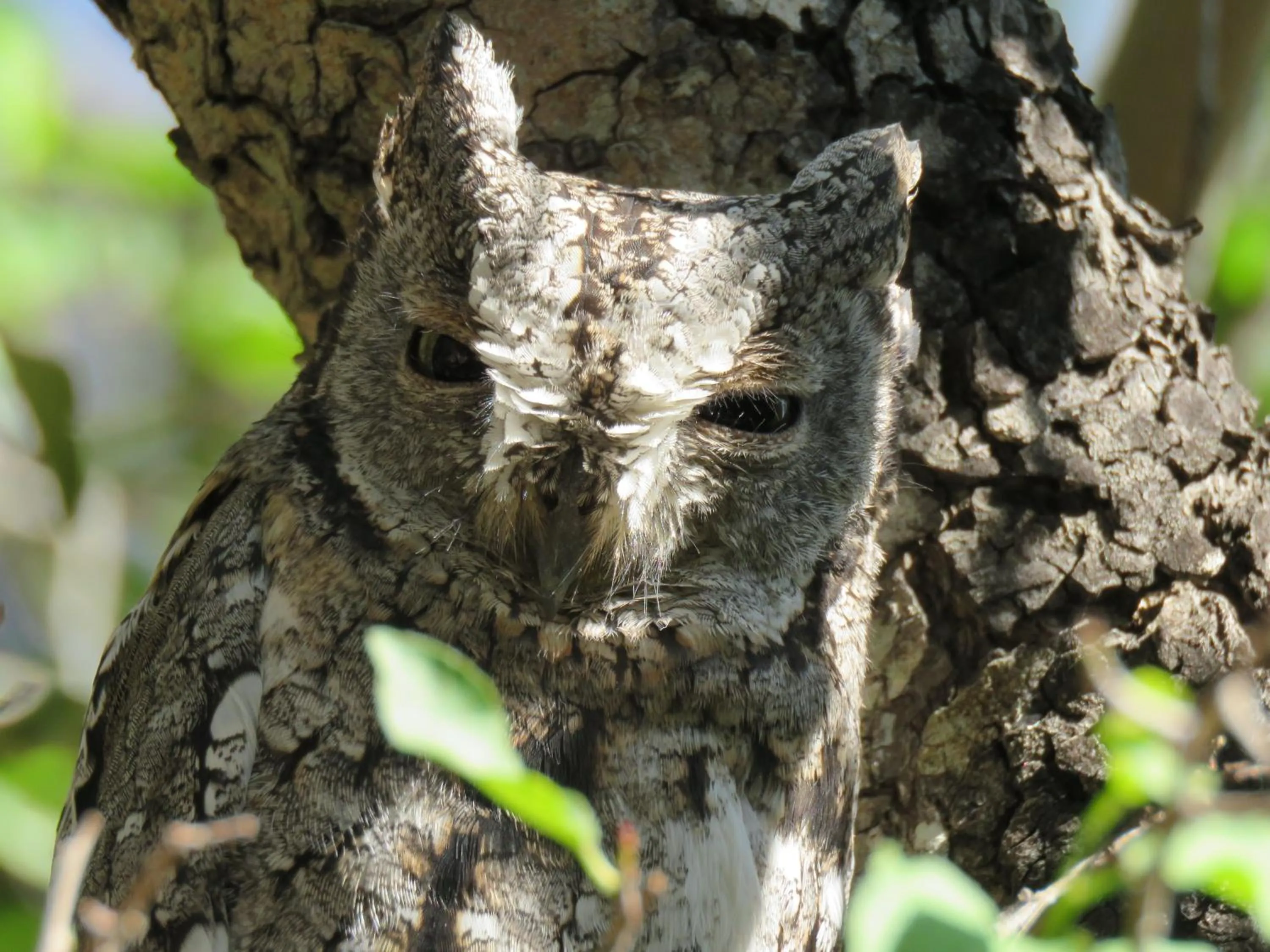 Animals in Bushbaby River Lodge