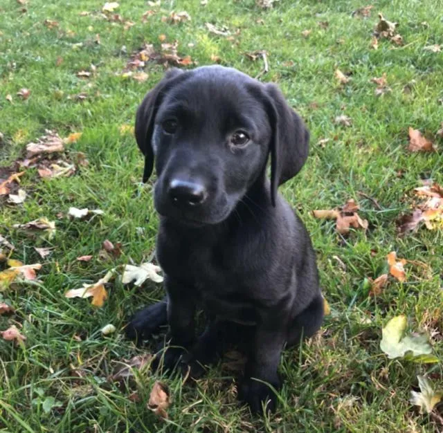 The Horseshoe Country Inn