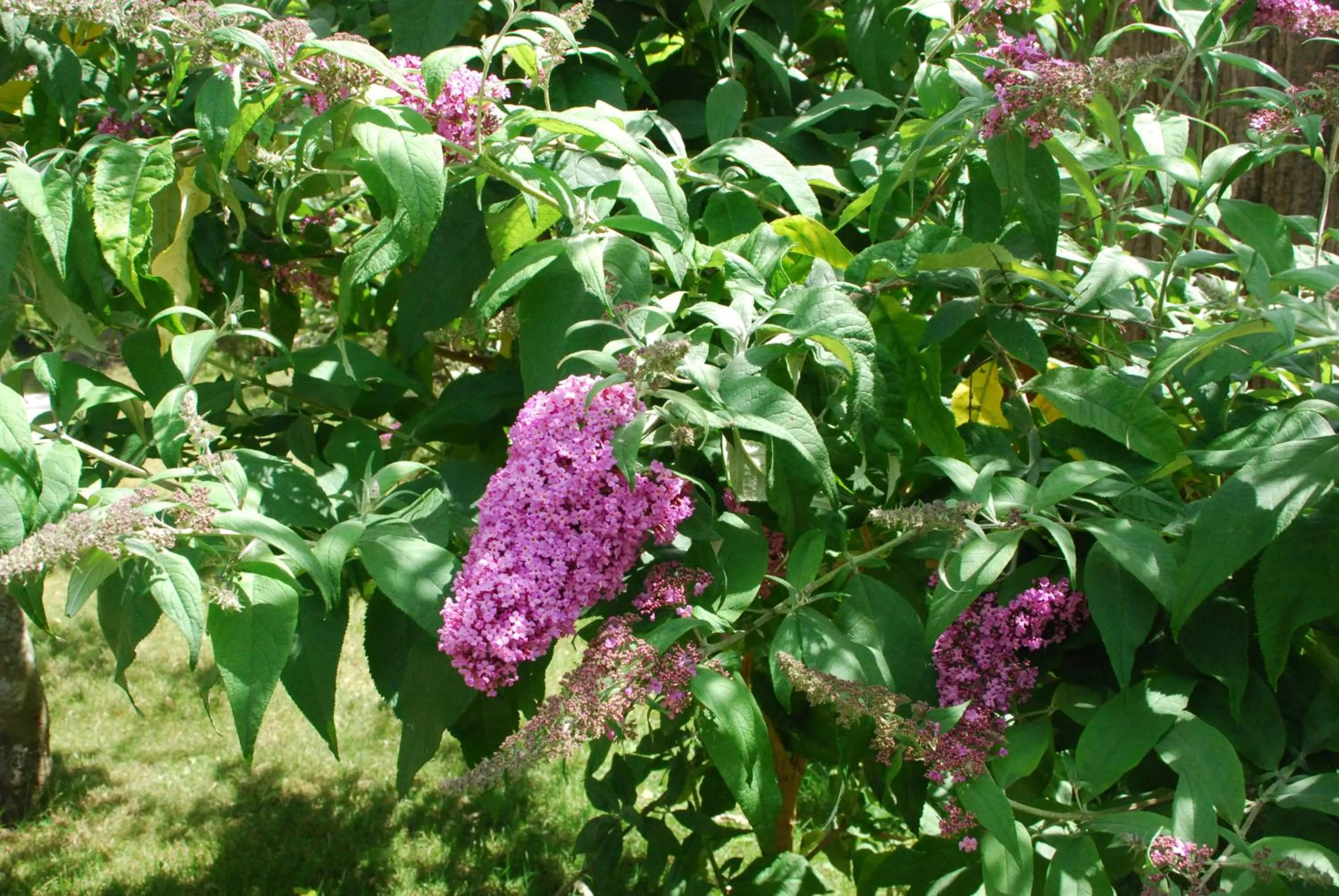 Garden in Hôtel Victor Hugo