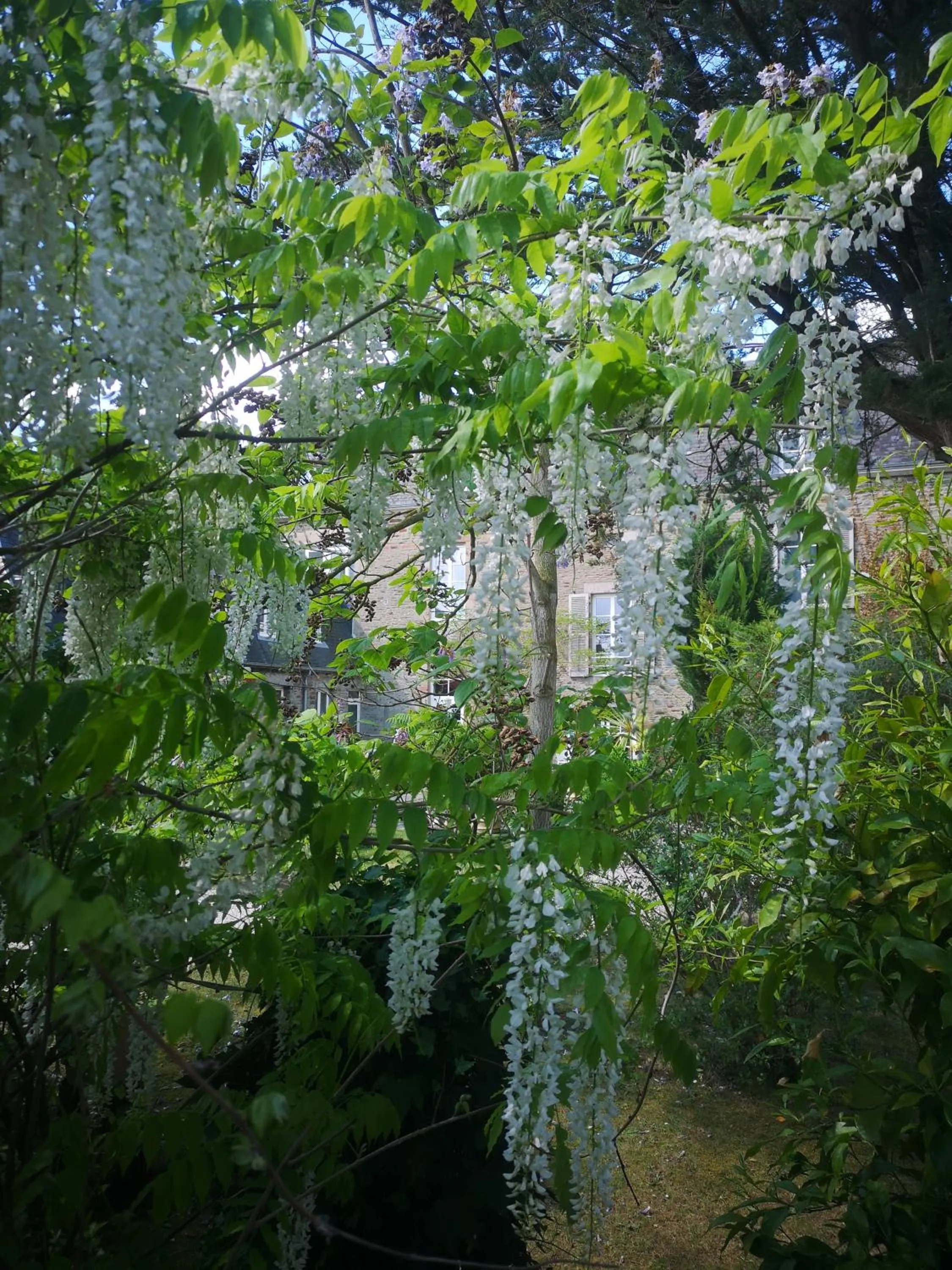 Garden in Hôtel Victor Hugo