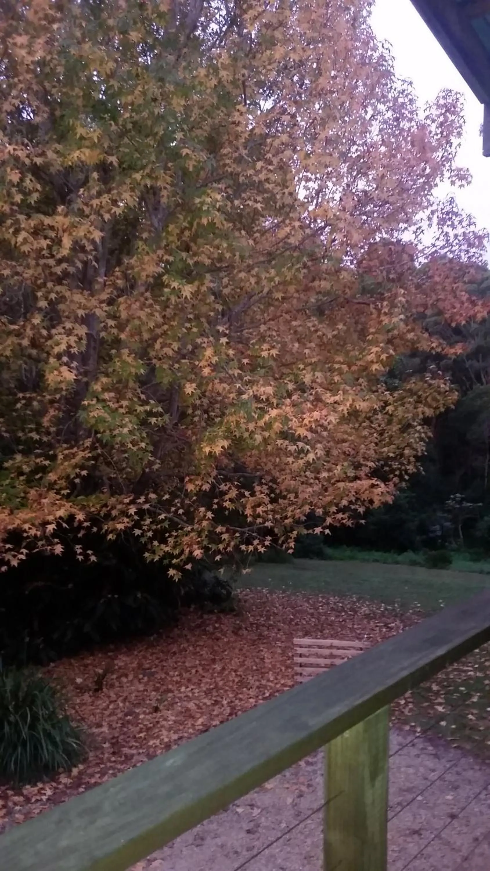 Bird's eye view in Forest view bungalow