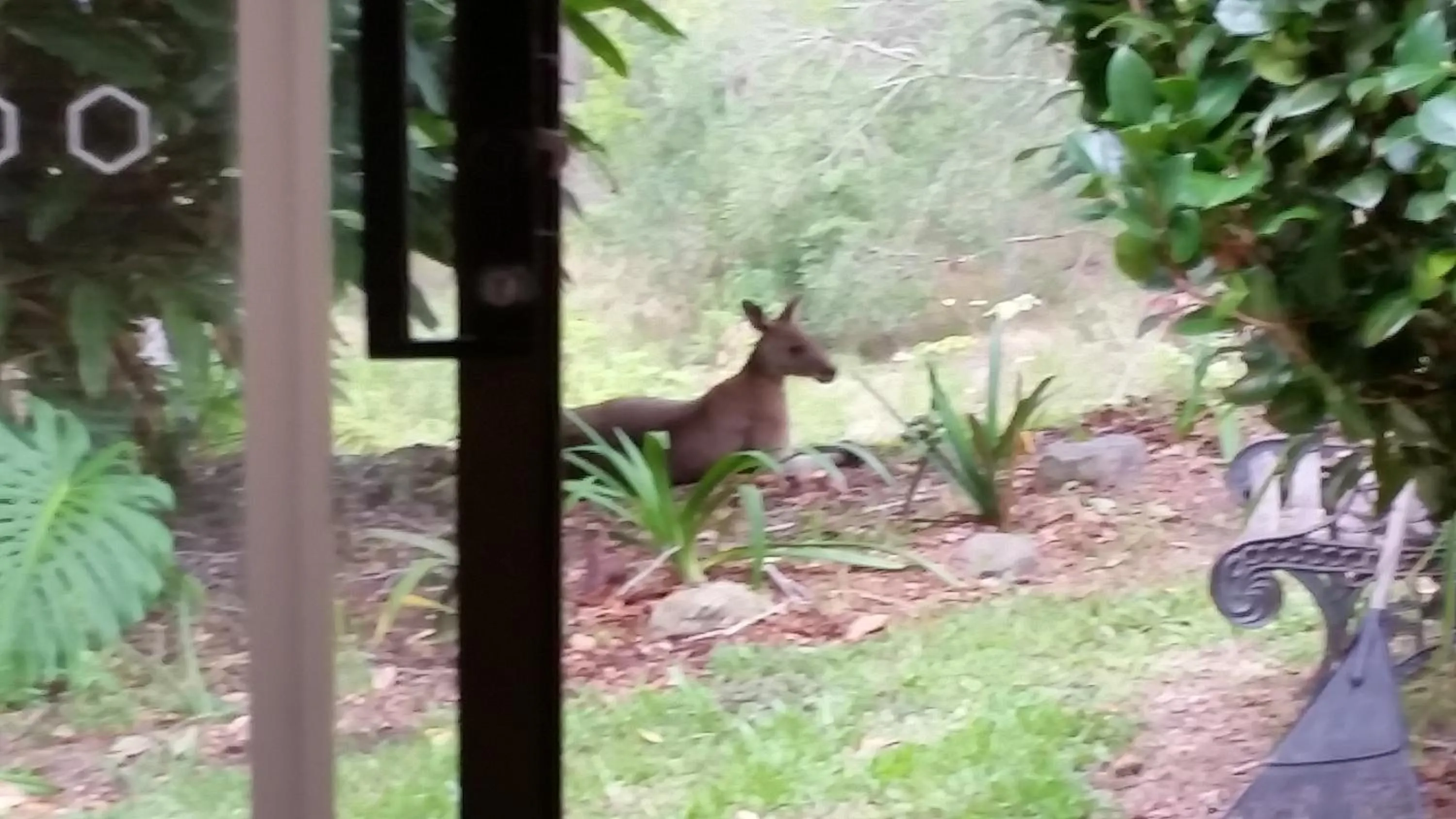 Garden view in Forest view bungalow