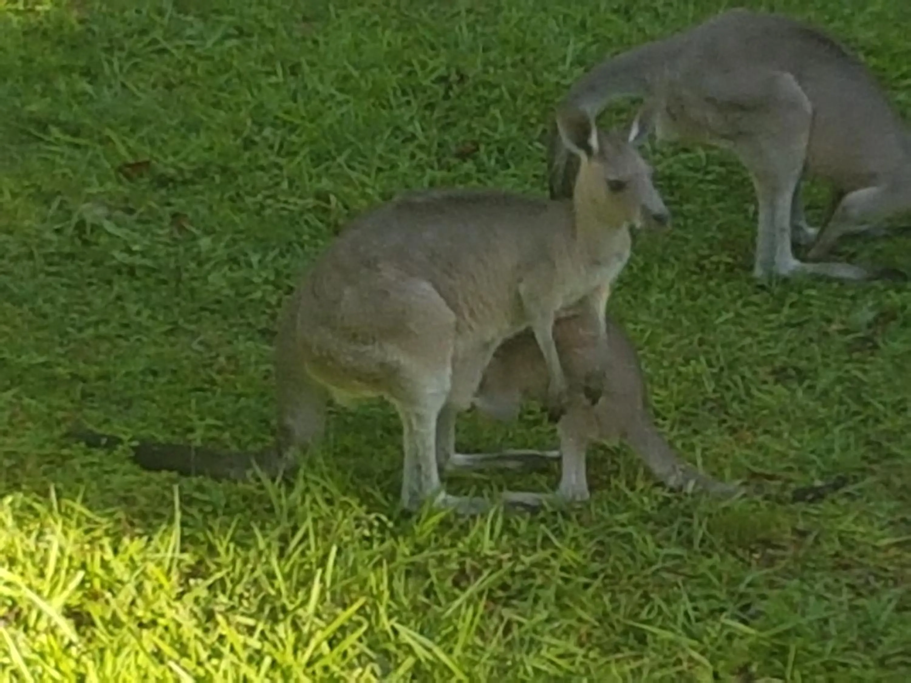 Forest view bungalow