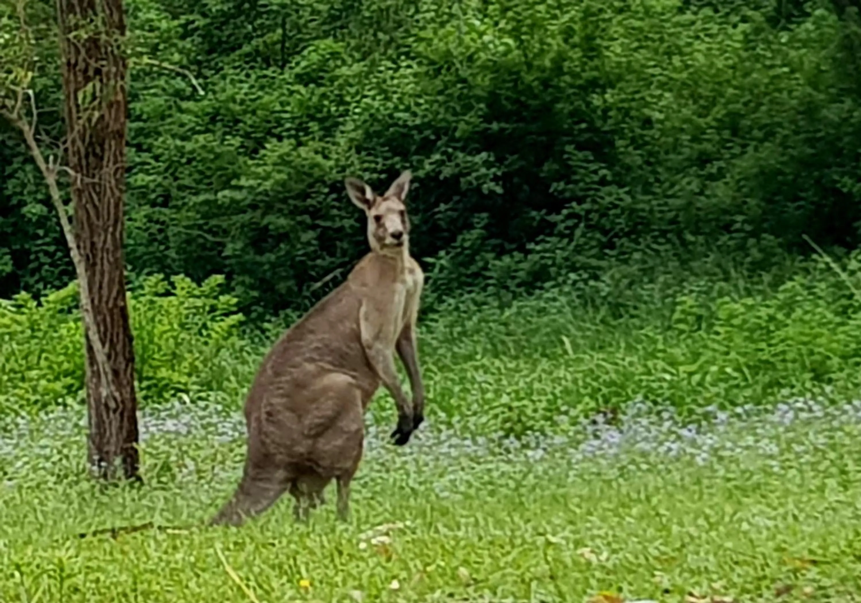 Forest view bungalow