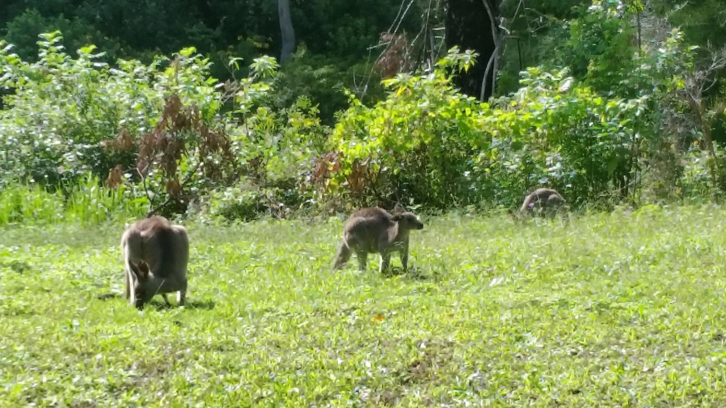 Animals in Forest view bungalow
