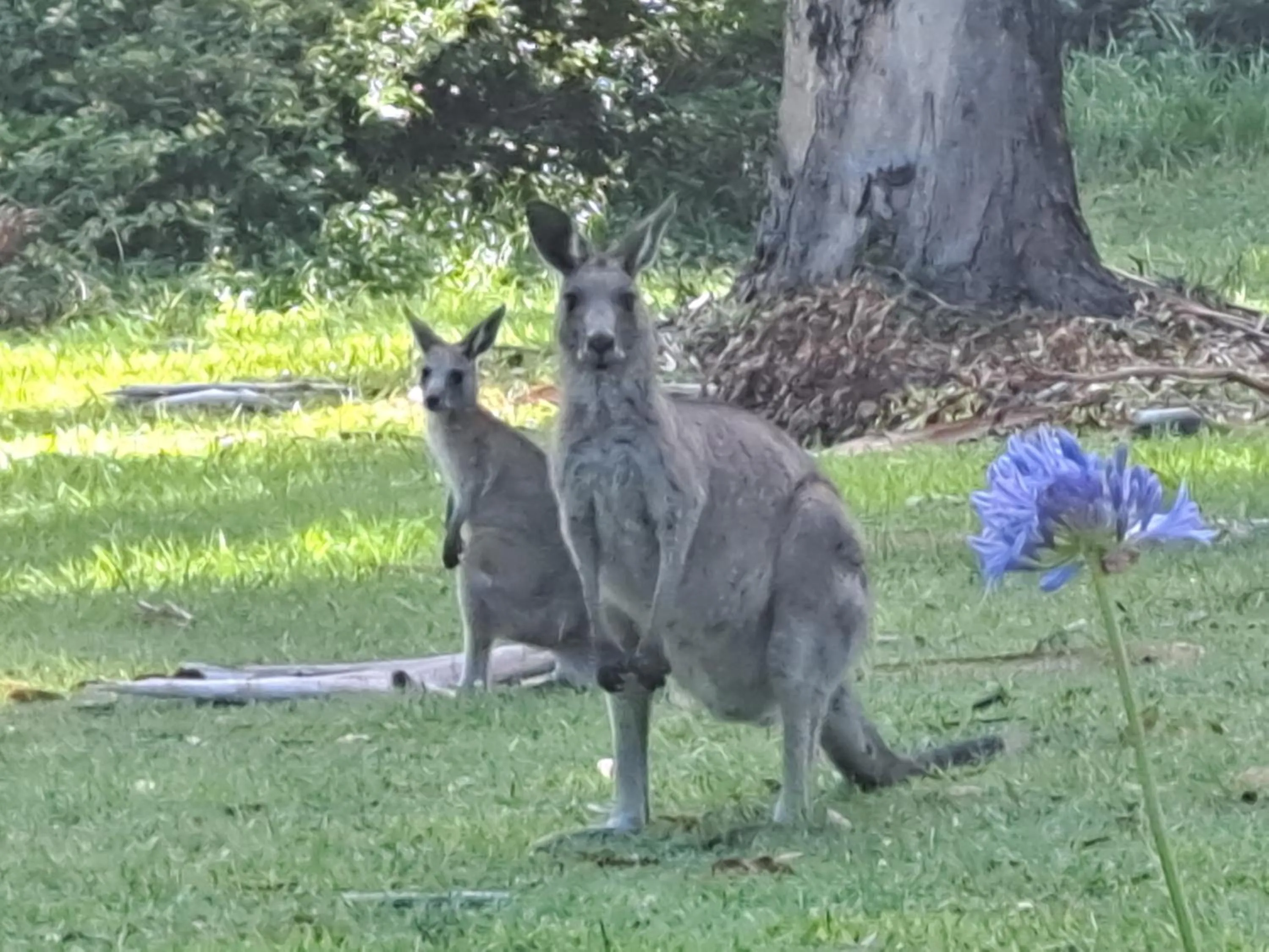 Forest view bungalow