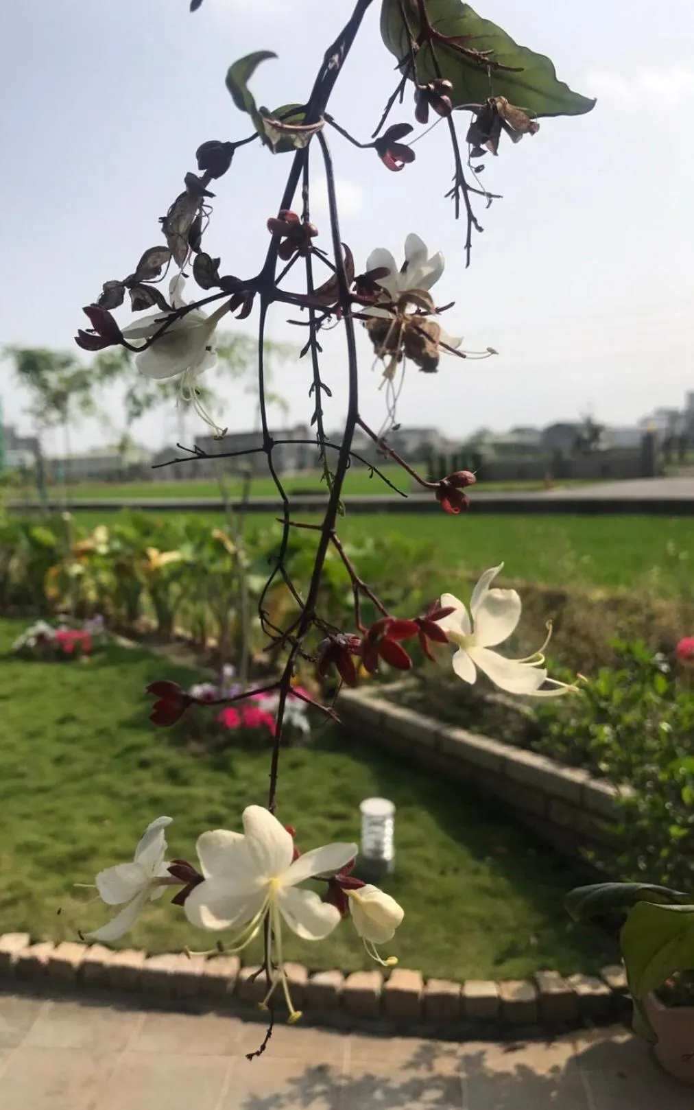 Facade/entrance in Early Summer