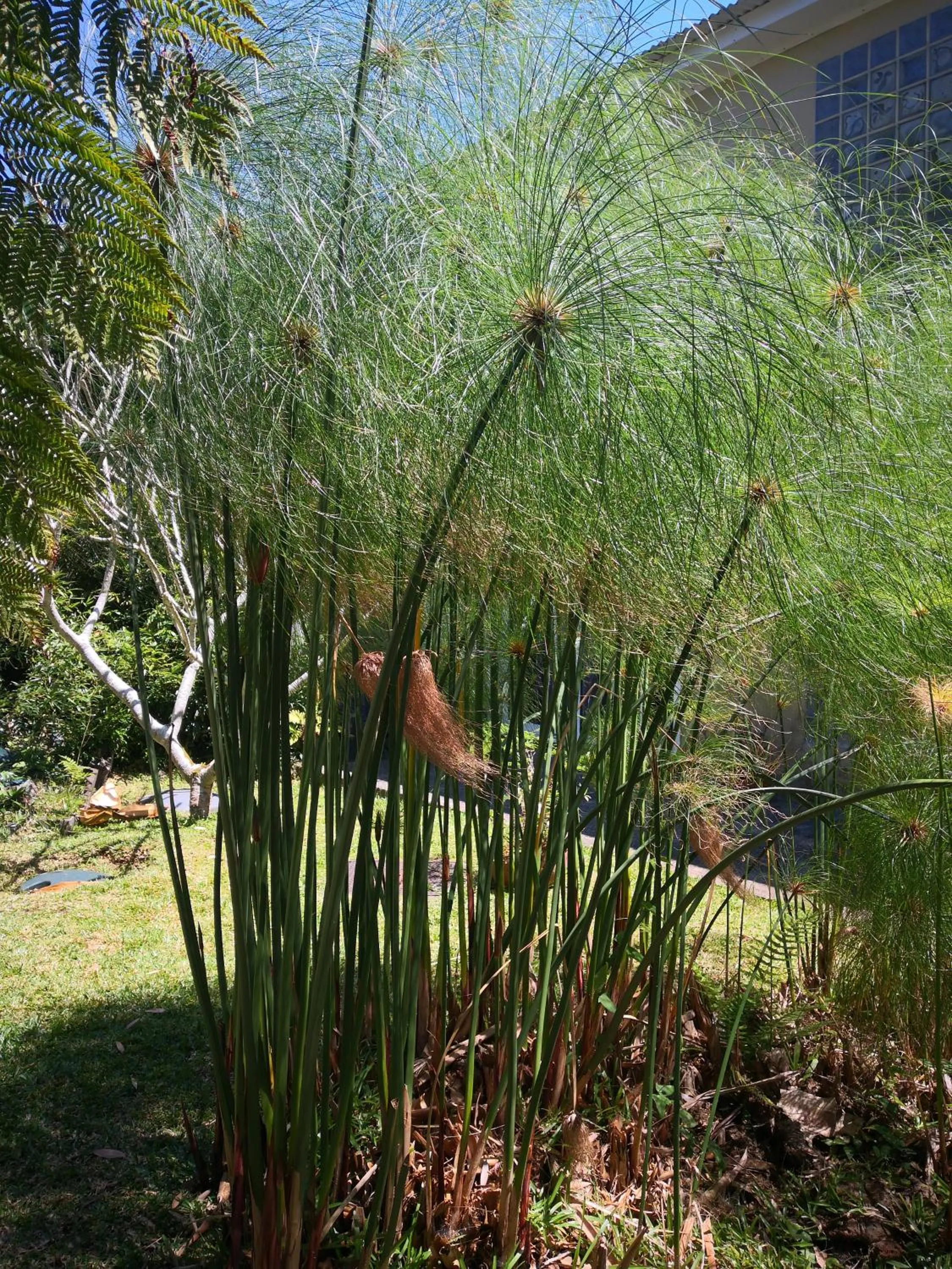 Garden view in Villa Niagara avec Spa