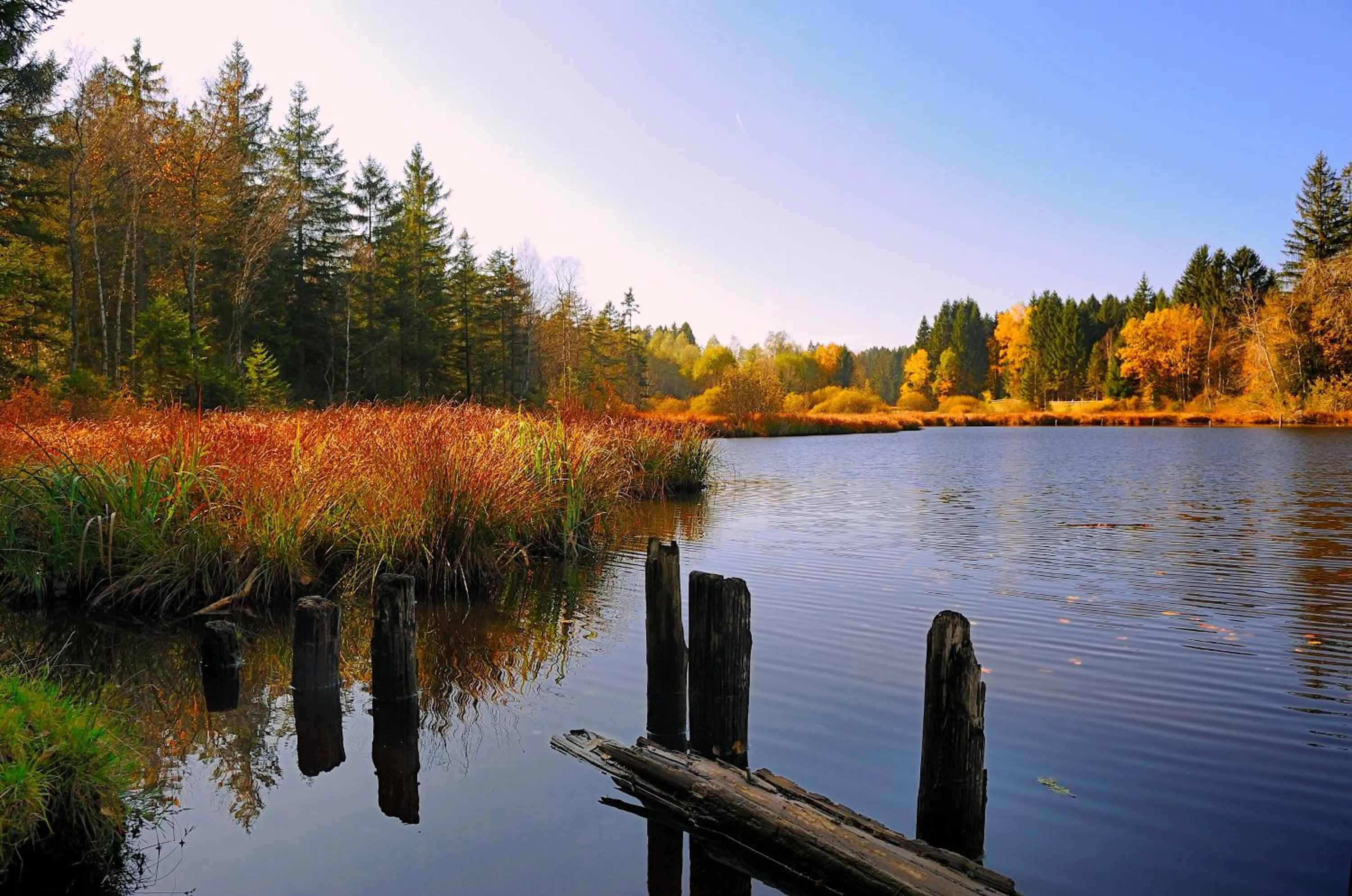 Natural landscape in Hotel Waldsee