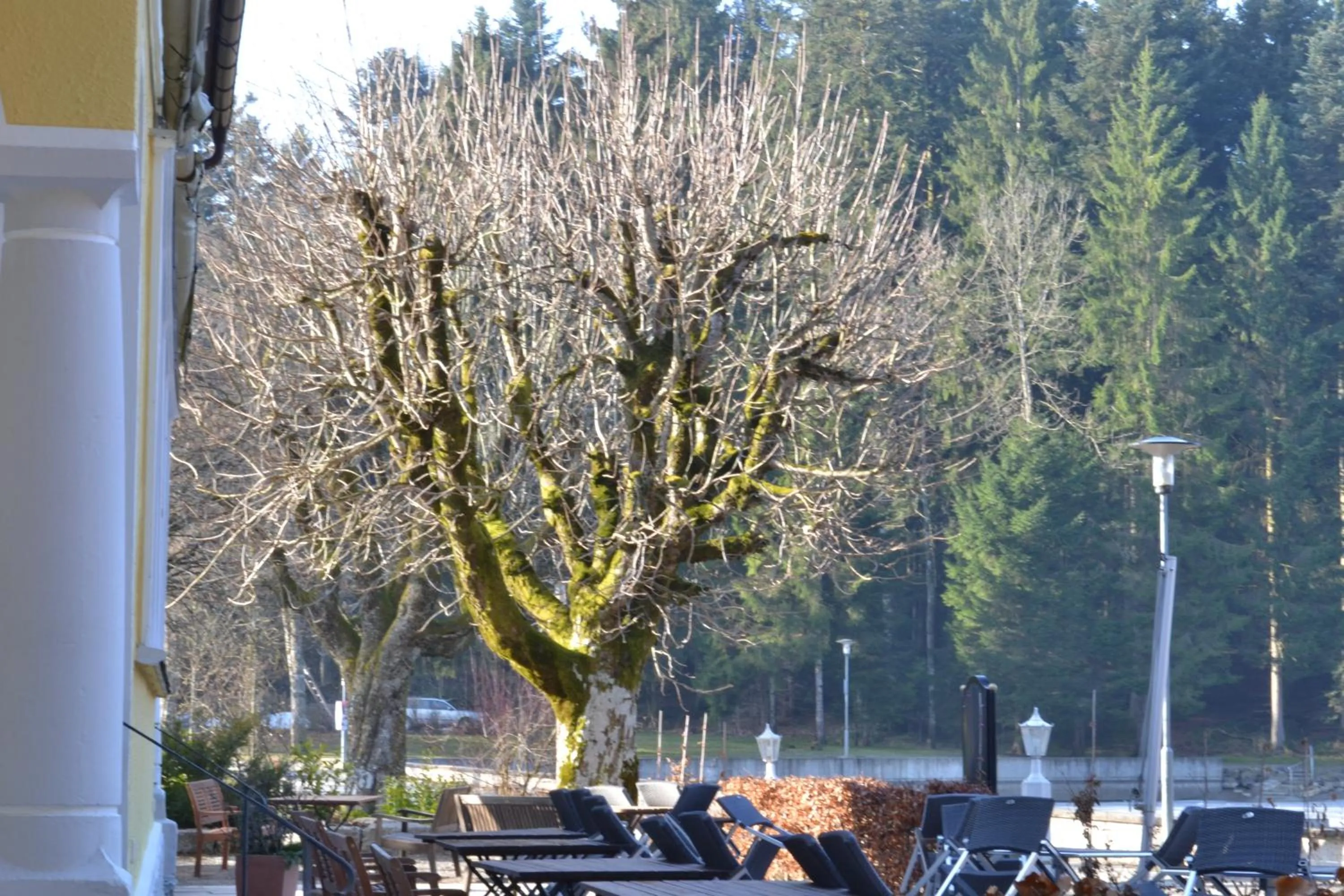 View (from property/room) in Hotel Waldsee