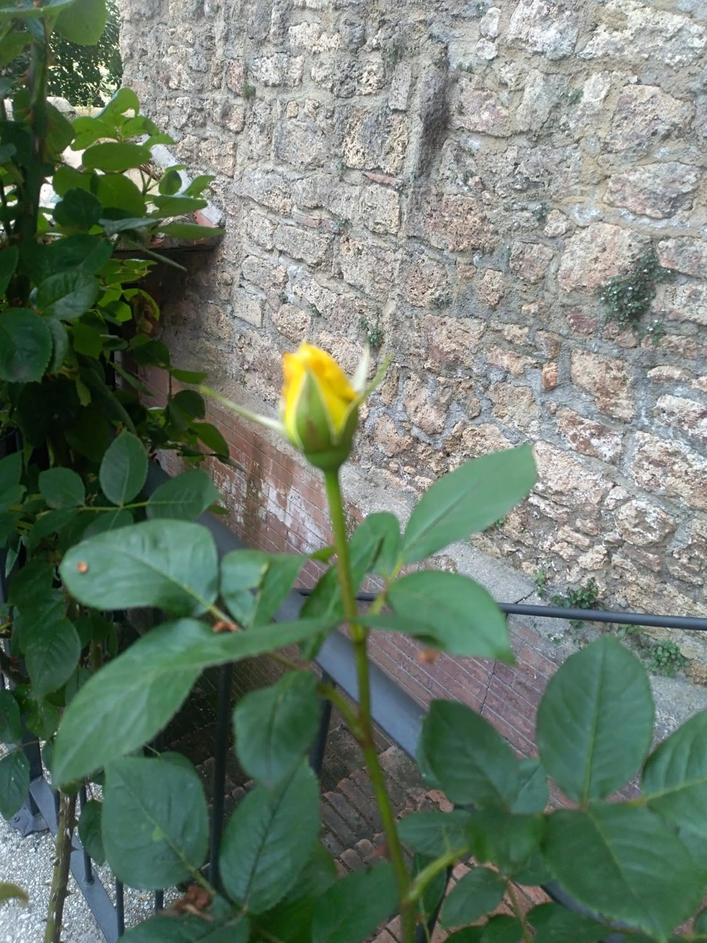 Garden in Palazzo Moraschi Subiaco