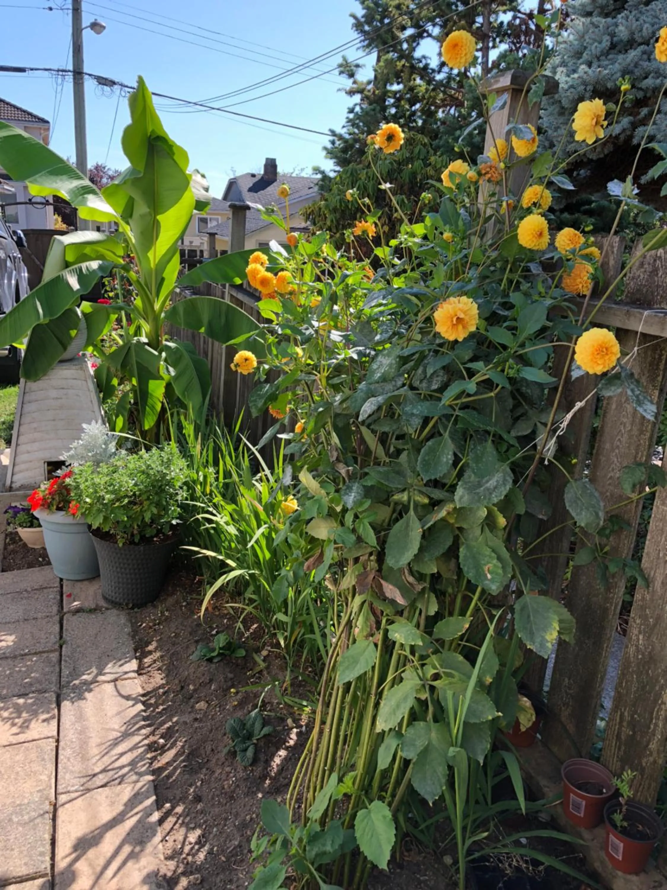 Summer in Cozy Bedrooms Guest House