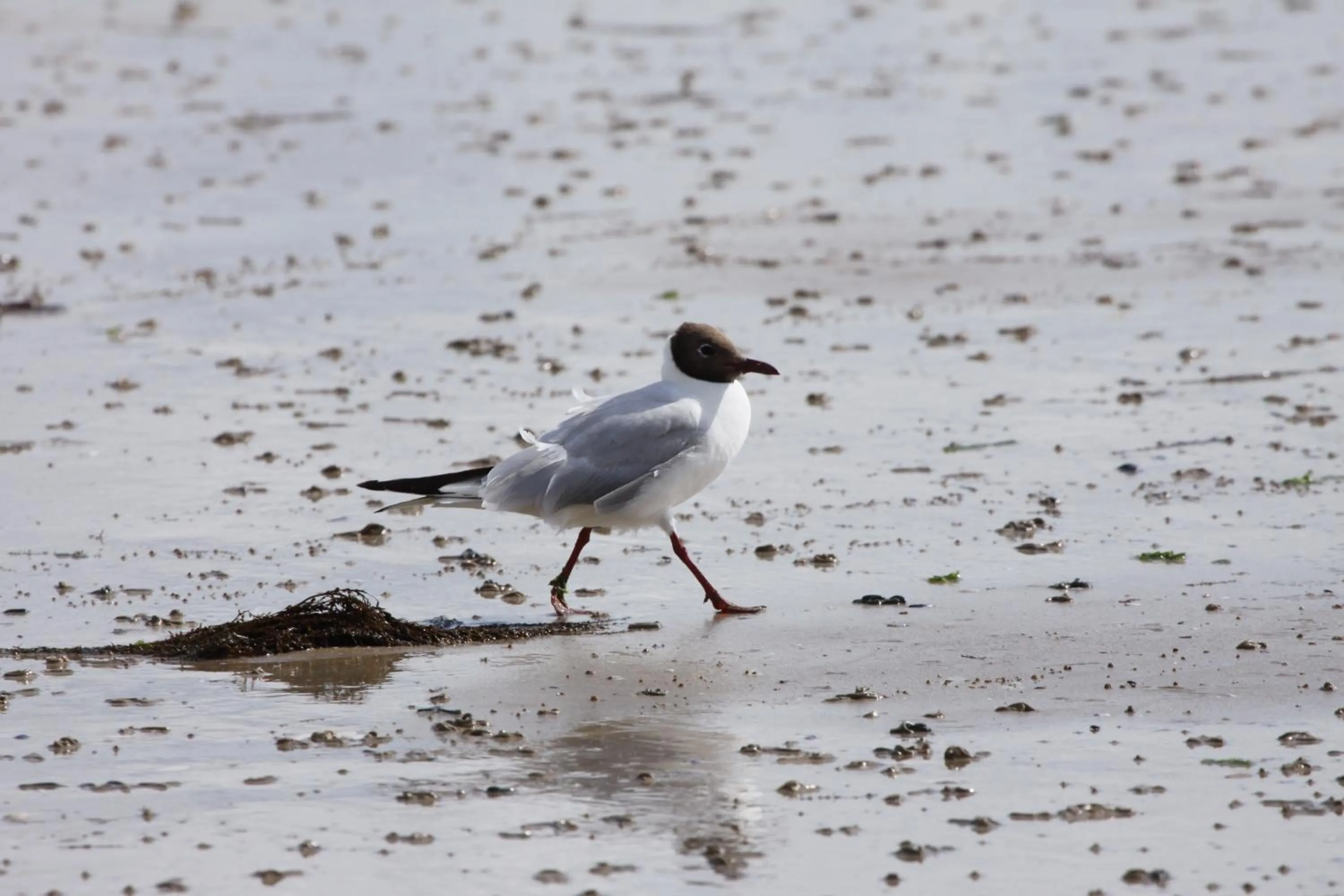 Natural landscape in Relais du Cap romain
