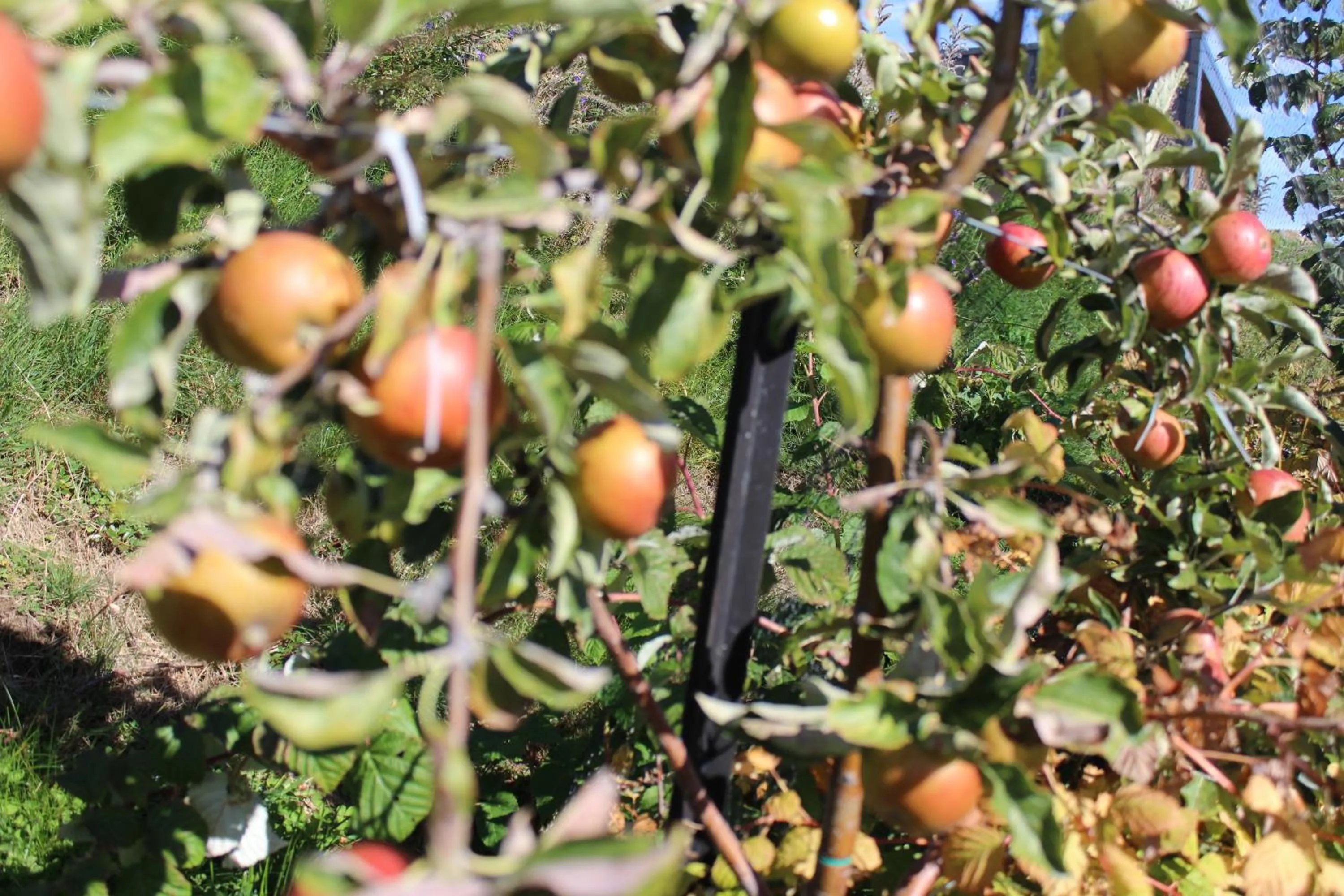 Garden view in The Mackenzie Suites