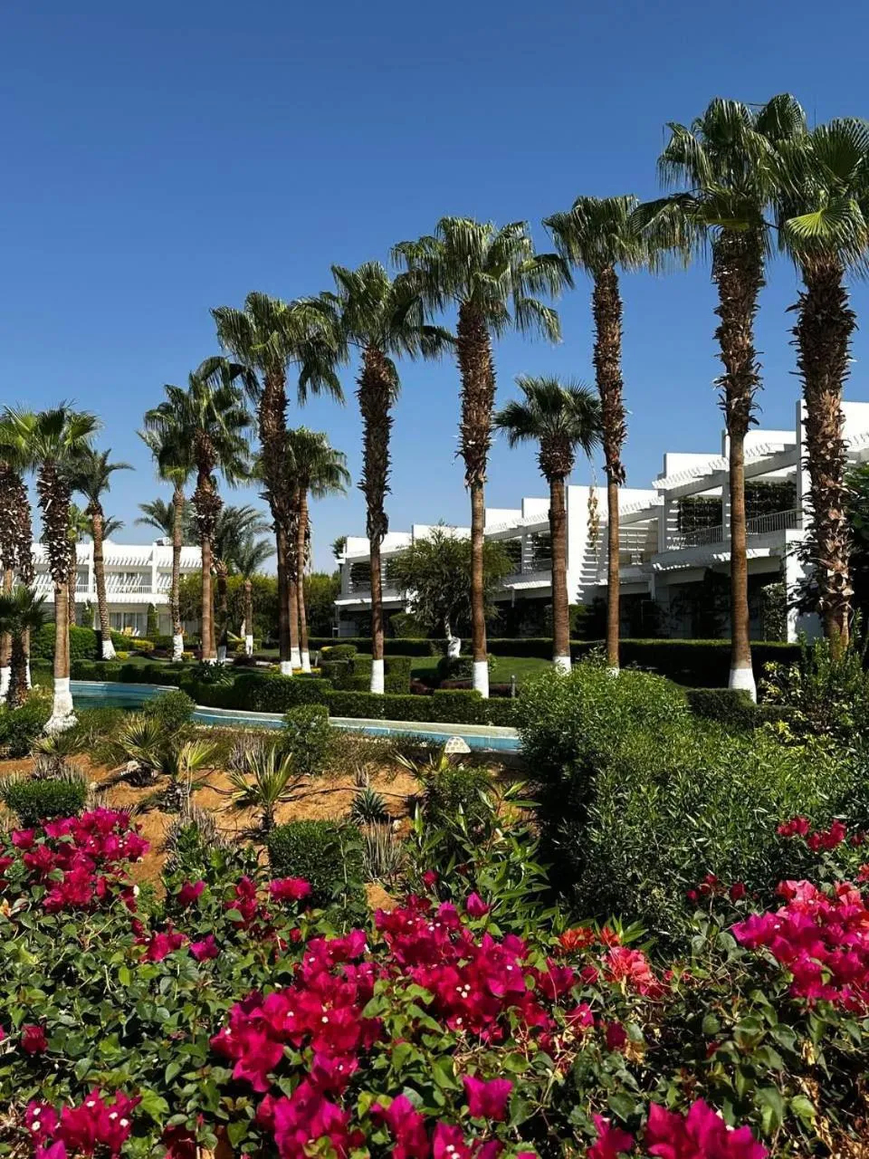 Garden in Monte Carlo Sharm Resort & Spa