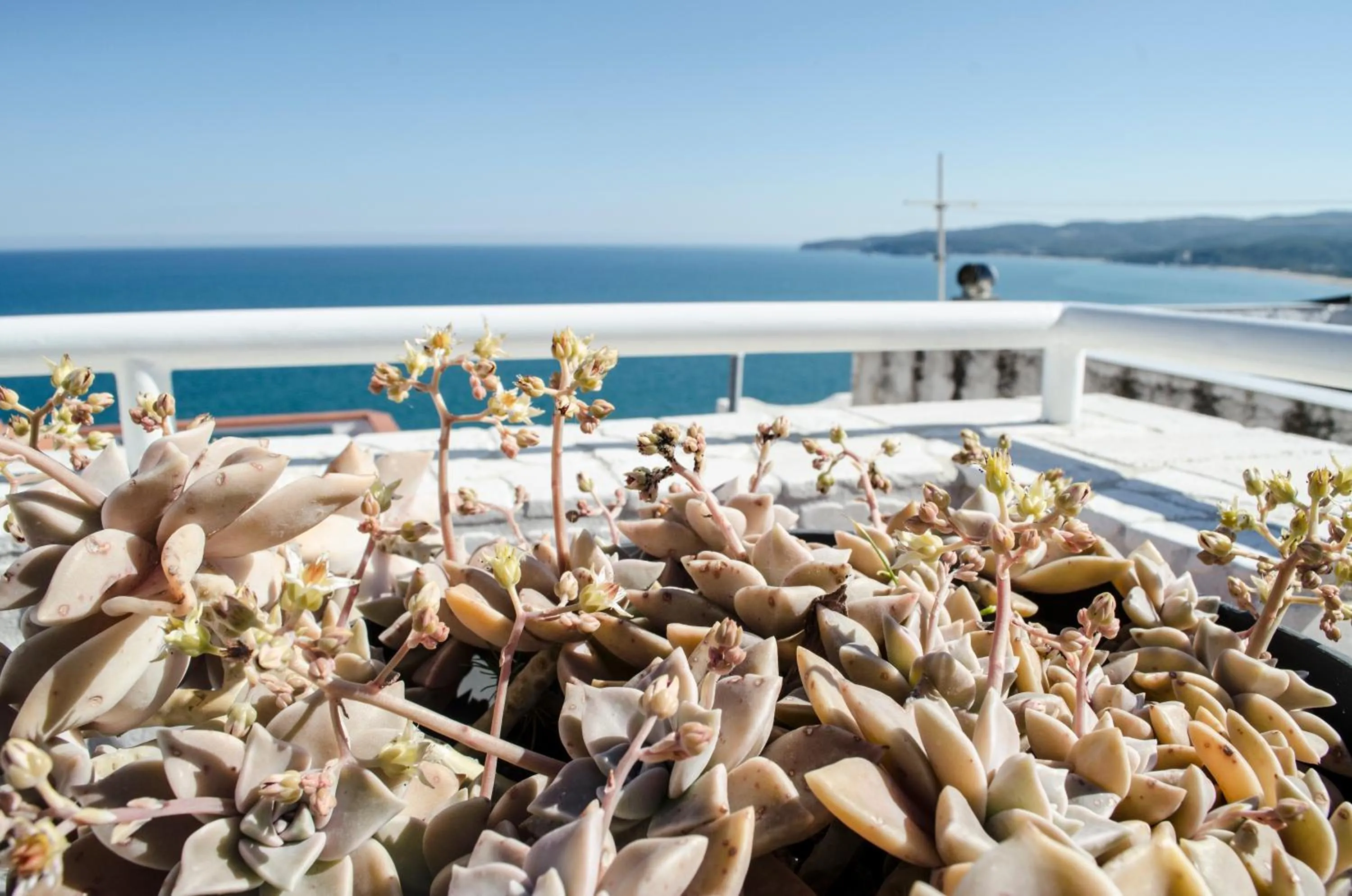 Other in La casa del geko