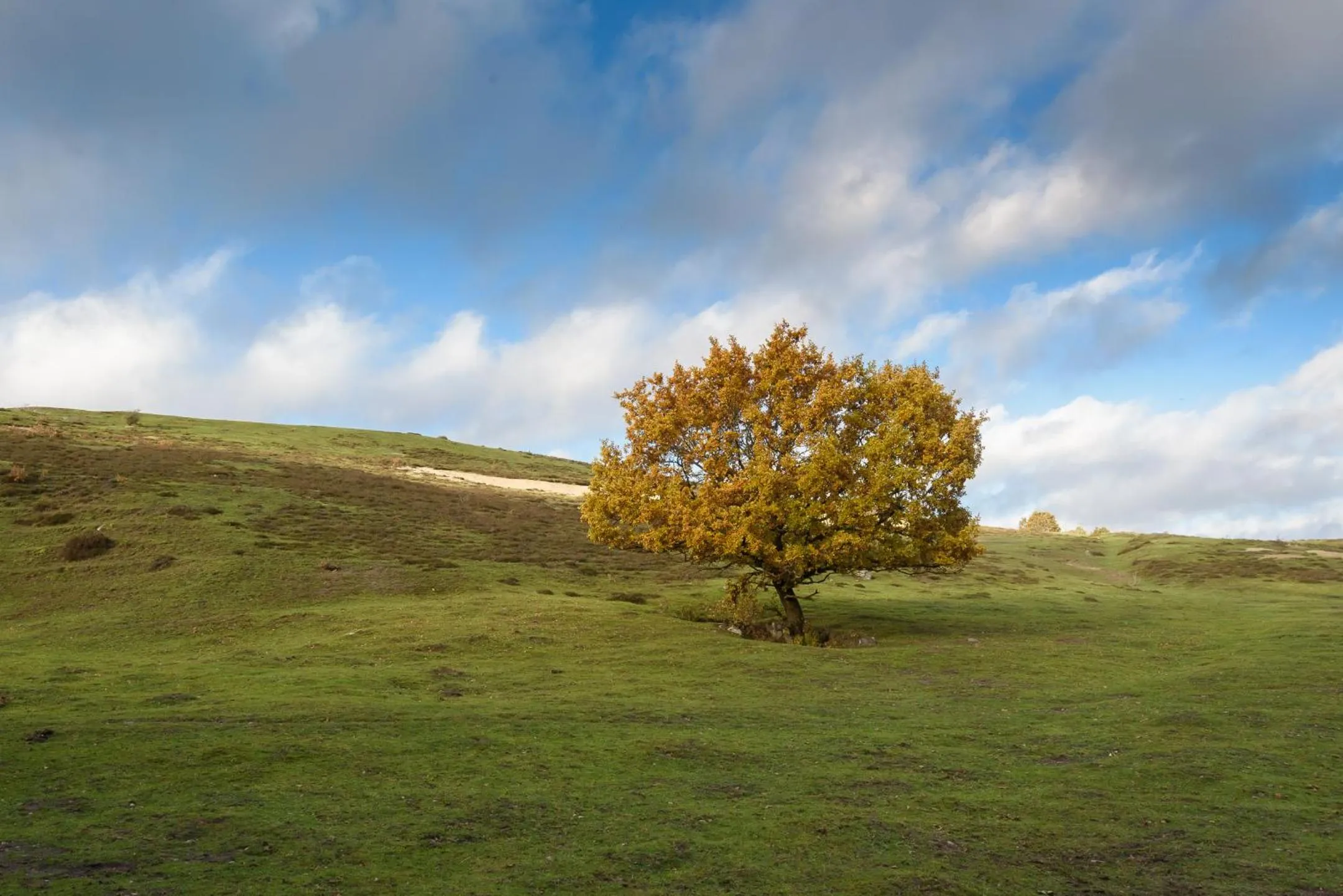 Natural landscape in Mellby Atelier på Österlen