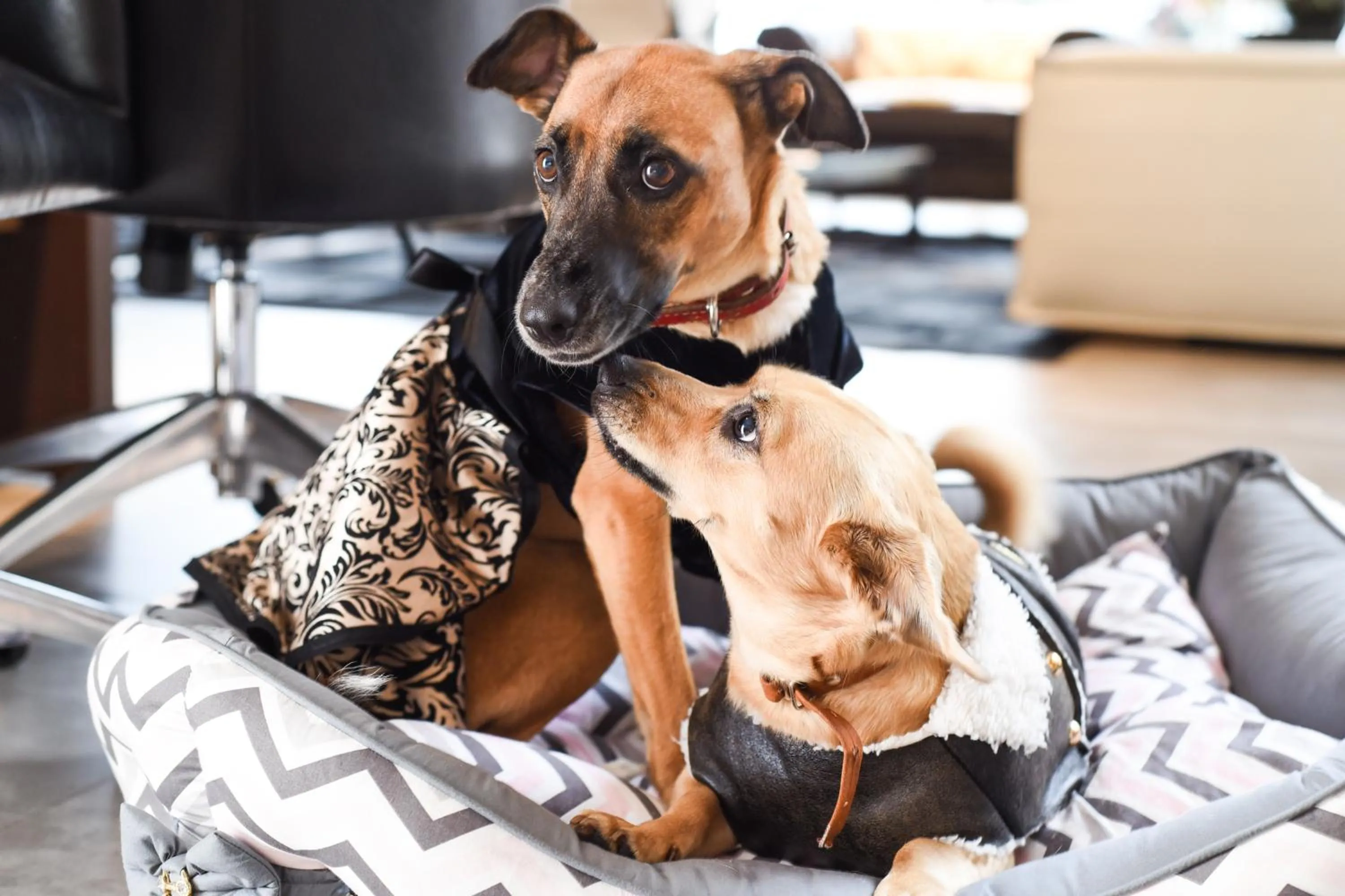 Animals in Hotel Refugio da Montanha