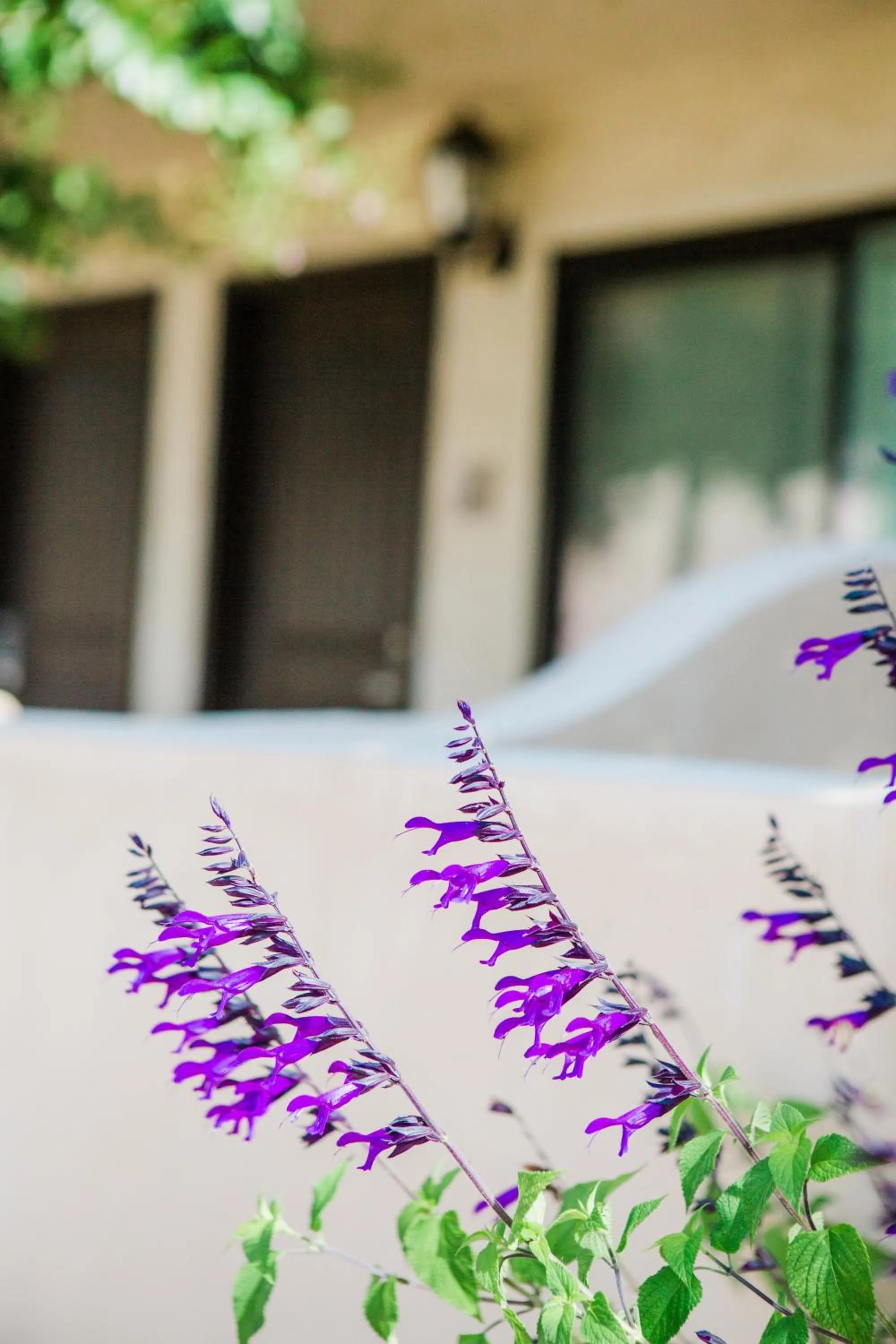 Patio in Casa Ojai Inn