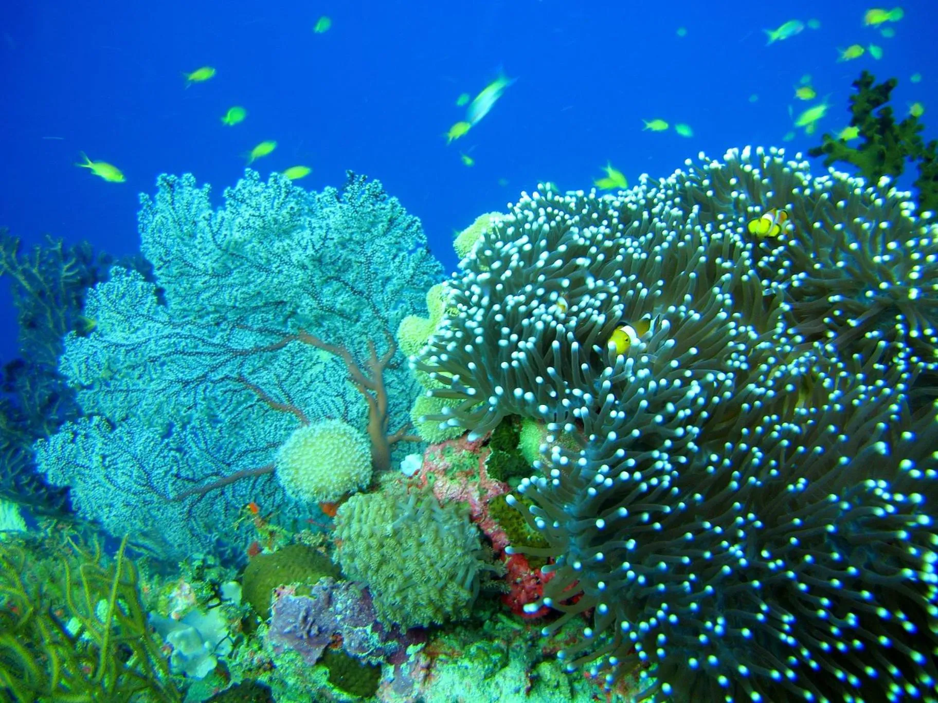 Cabilao Sunset Dive & Beach Resort