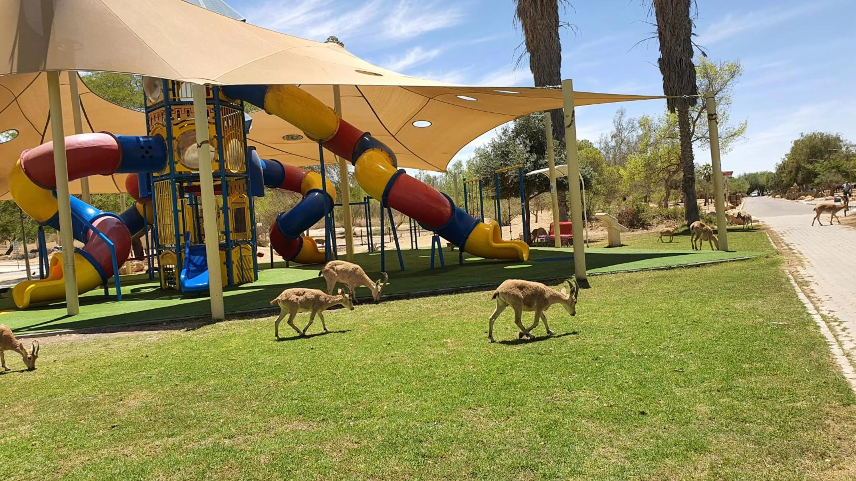 Animals in Shoshanat Hamidbar