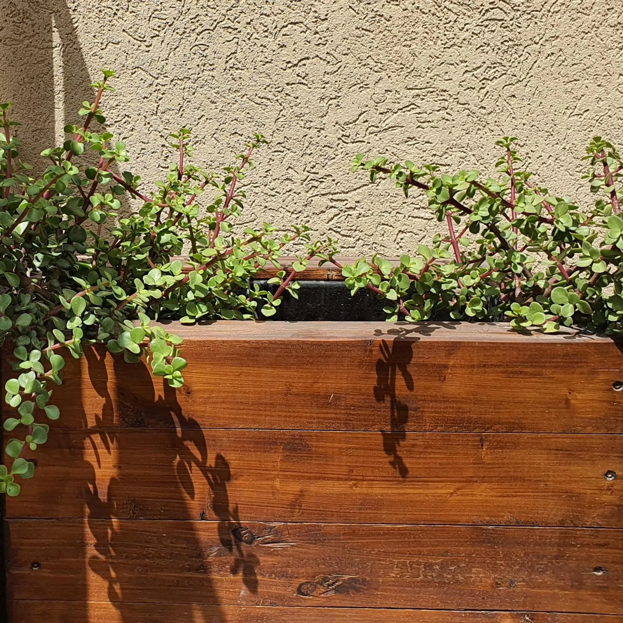 Other in Shoshanat Hamidbar