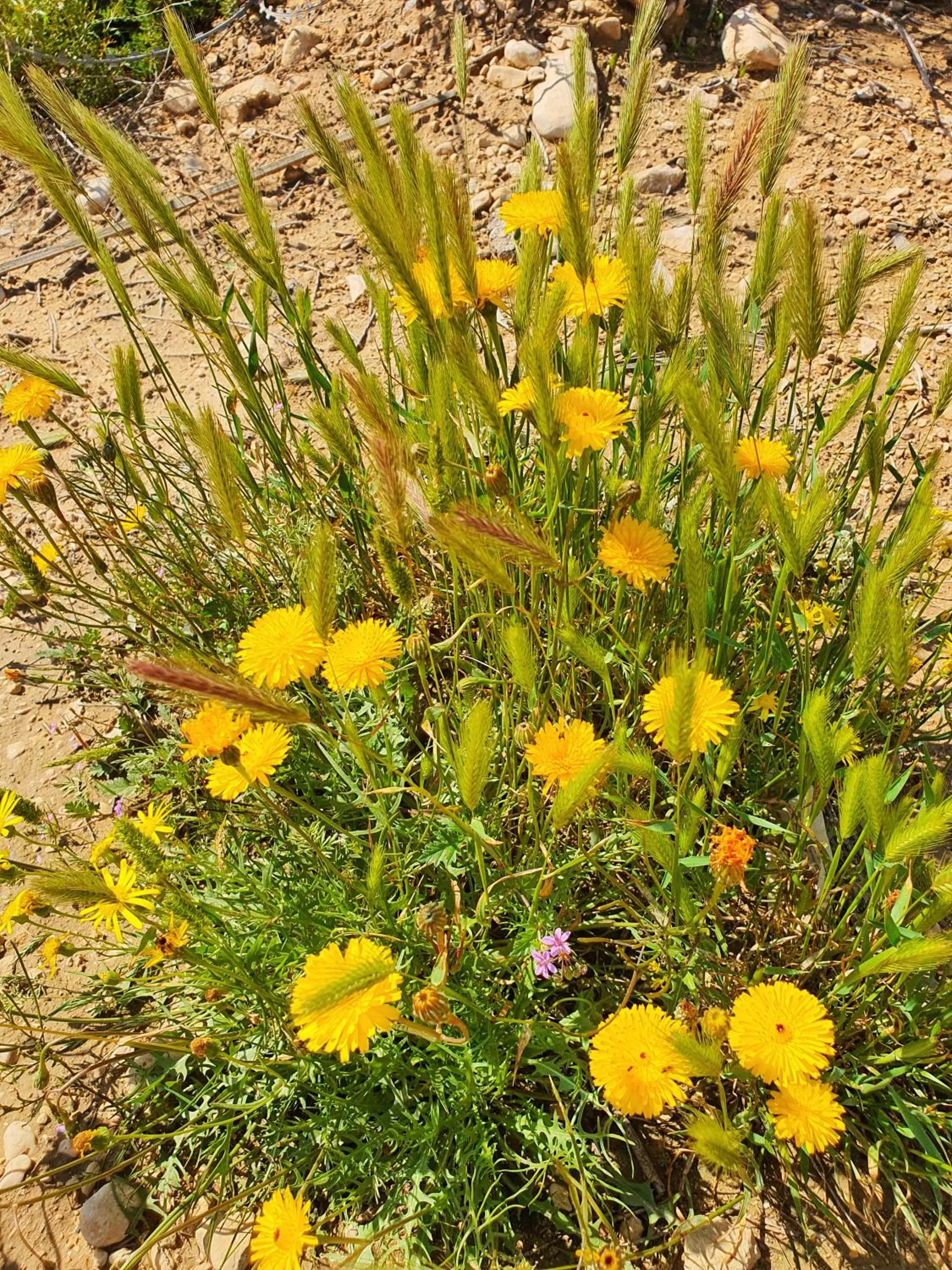 Natural landscape in Shoshanat Hamidbar