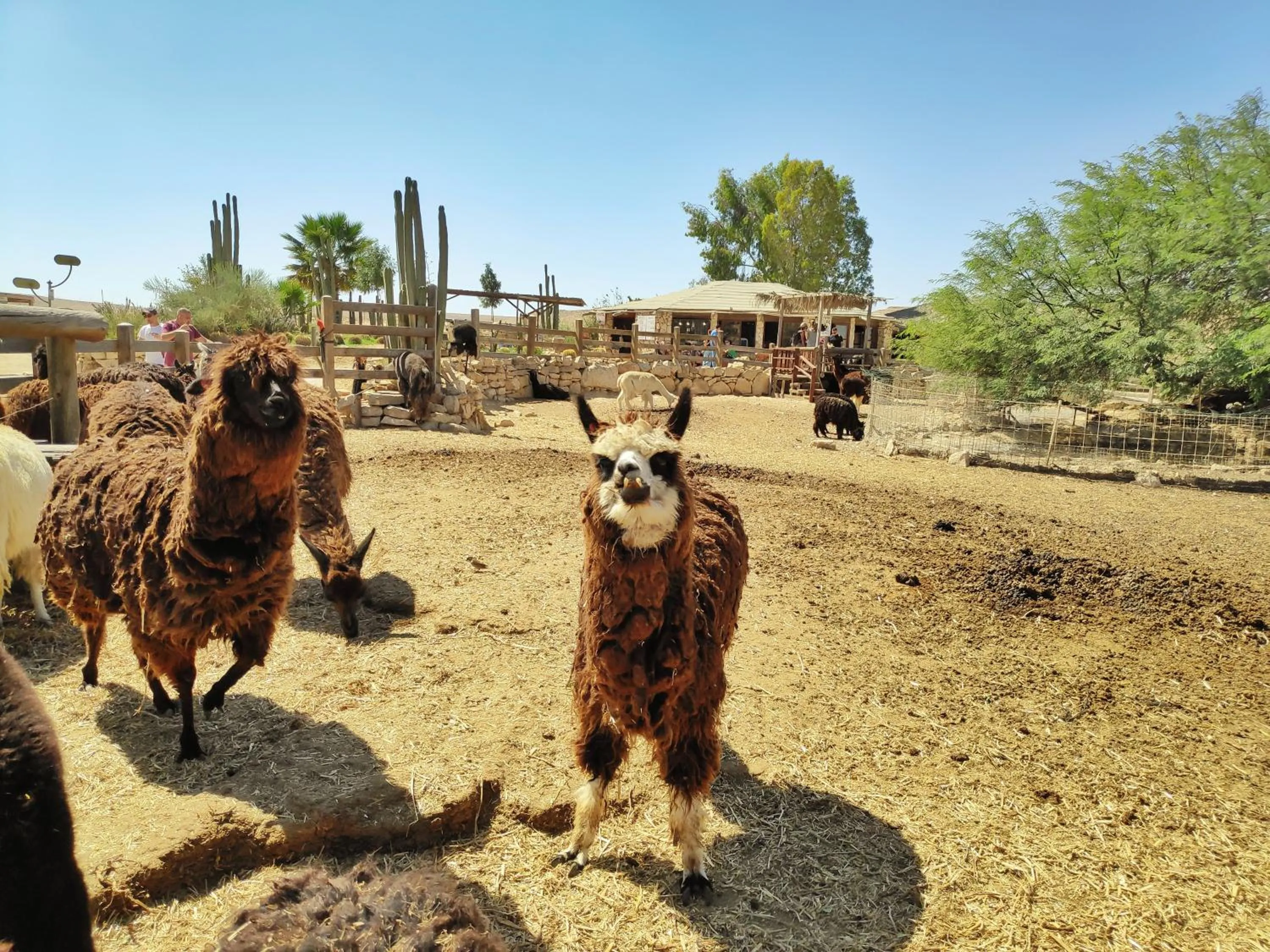 Animals in Shoshanat Hamidbar
