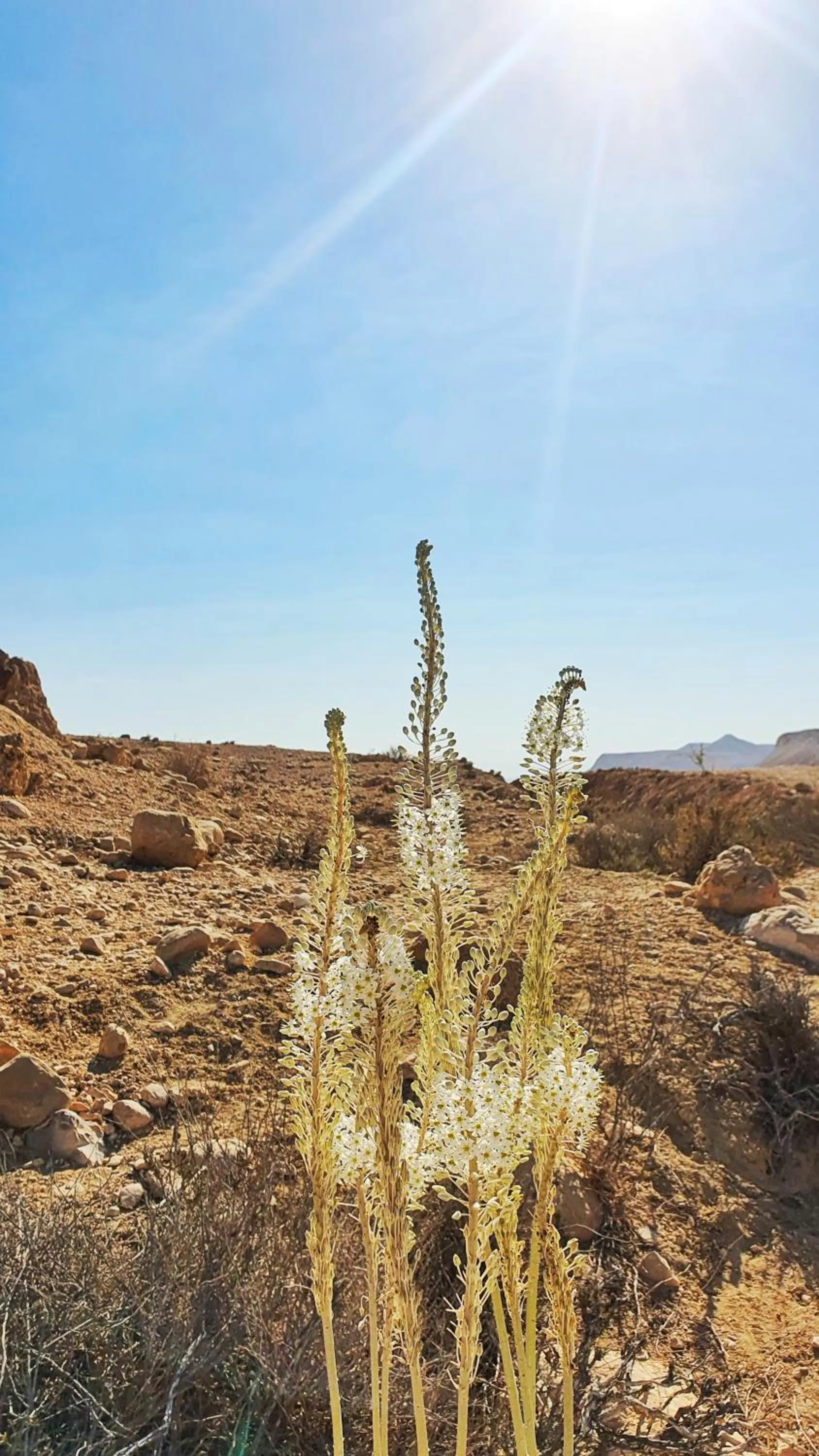 Nearby landmark in Shoshanat Hamidbar