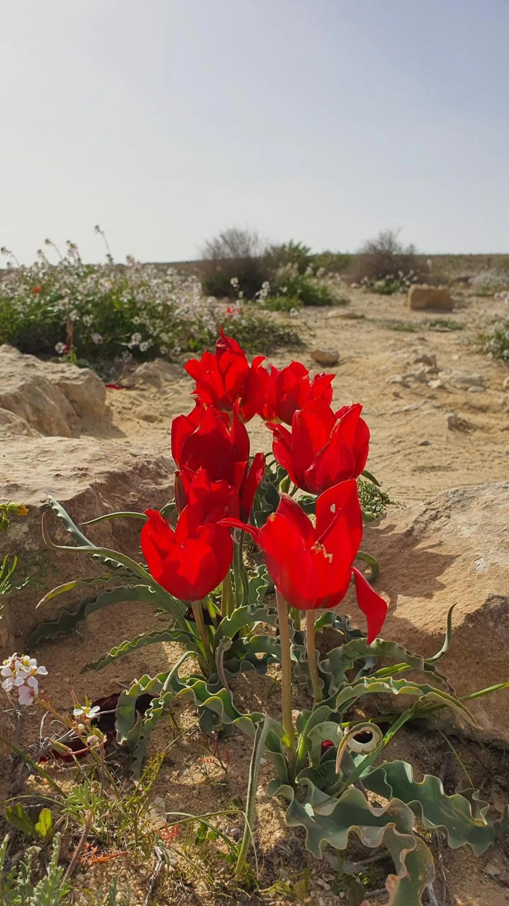Spring in Shoshanat Hamidbar