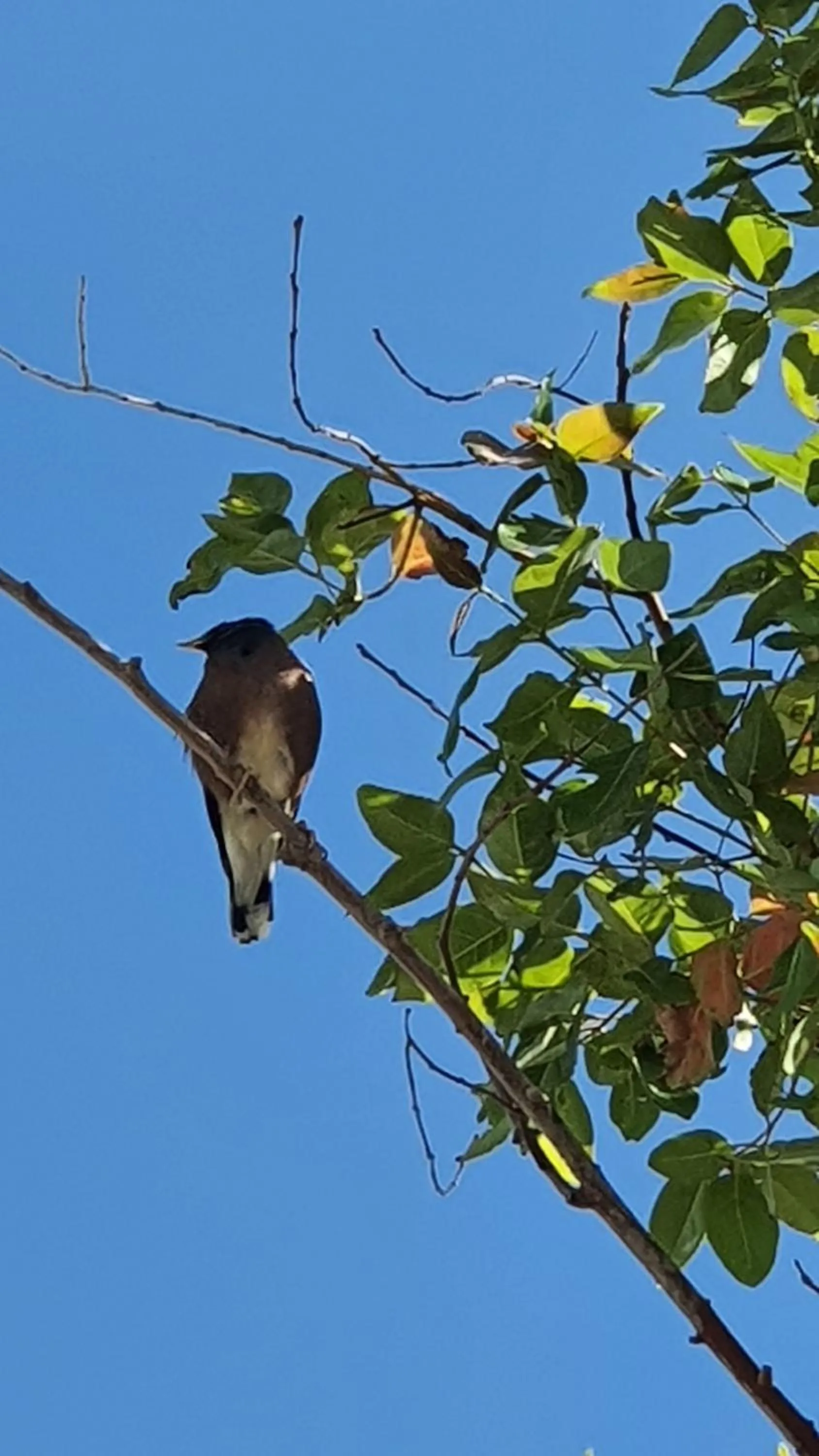Animals in Shoshanat Hamidbar