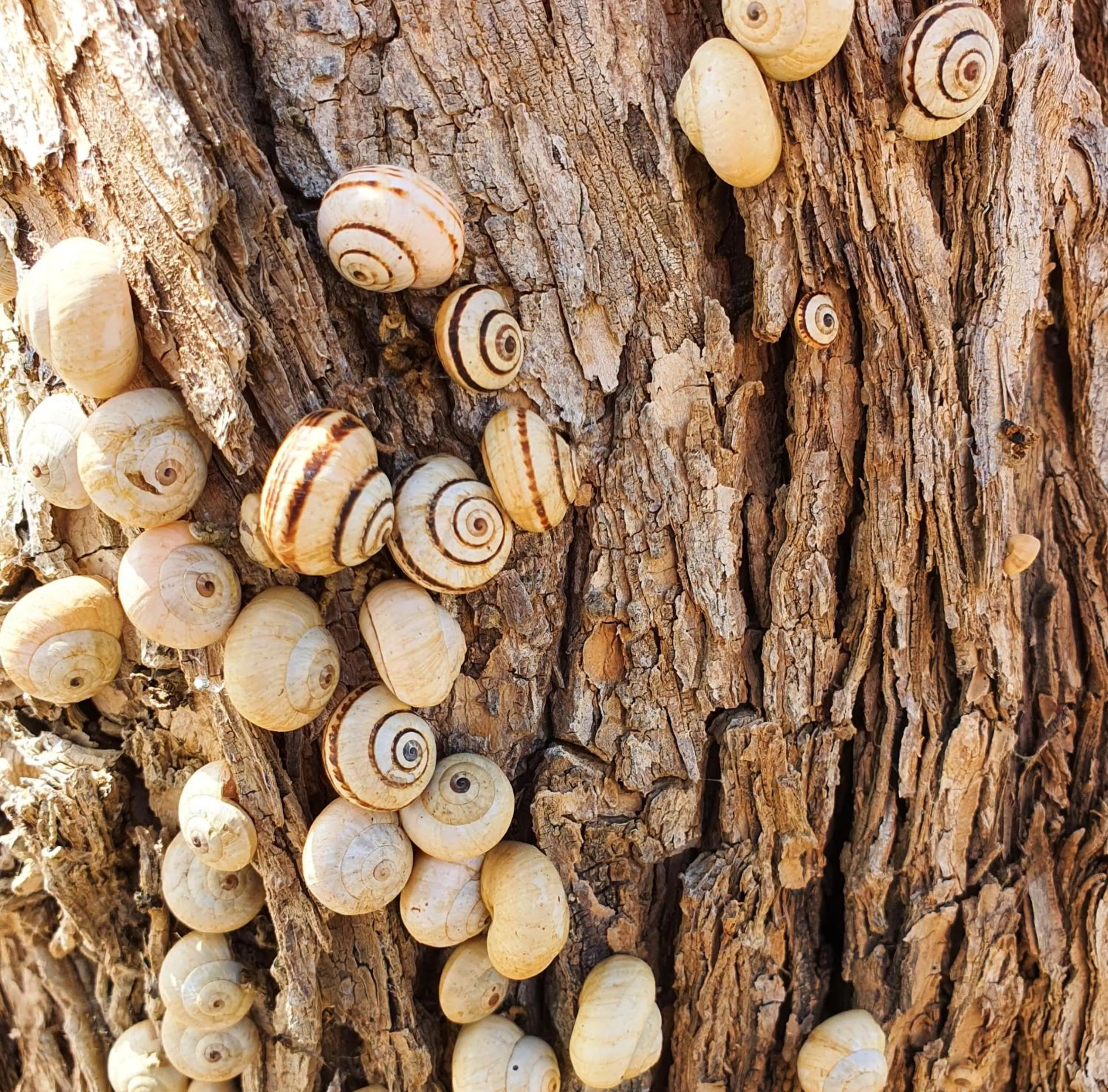 Natural landscape in Shoshanat Hamidbar