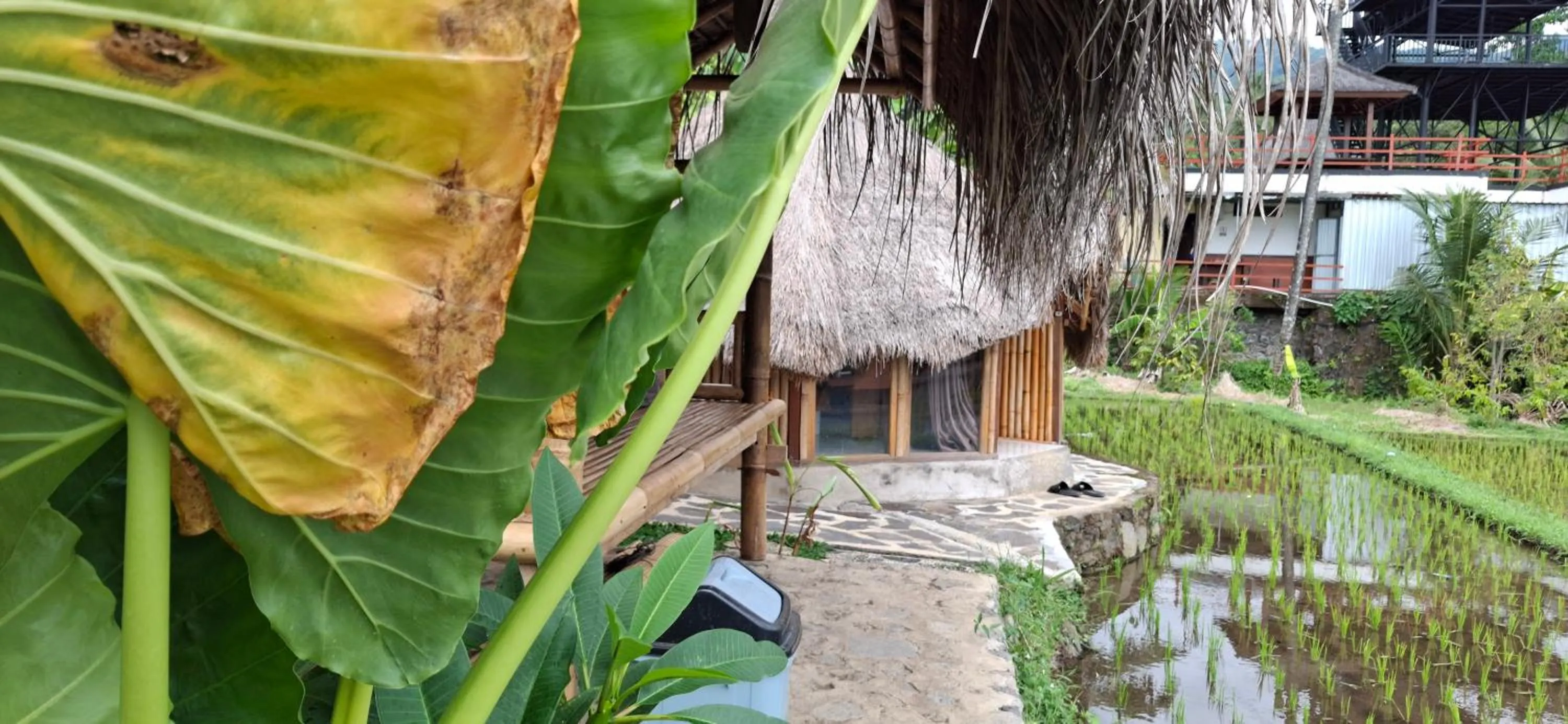 Uma Nirmala Aling-Aling