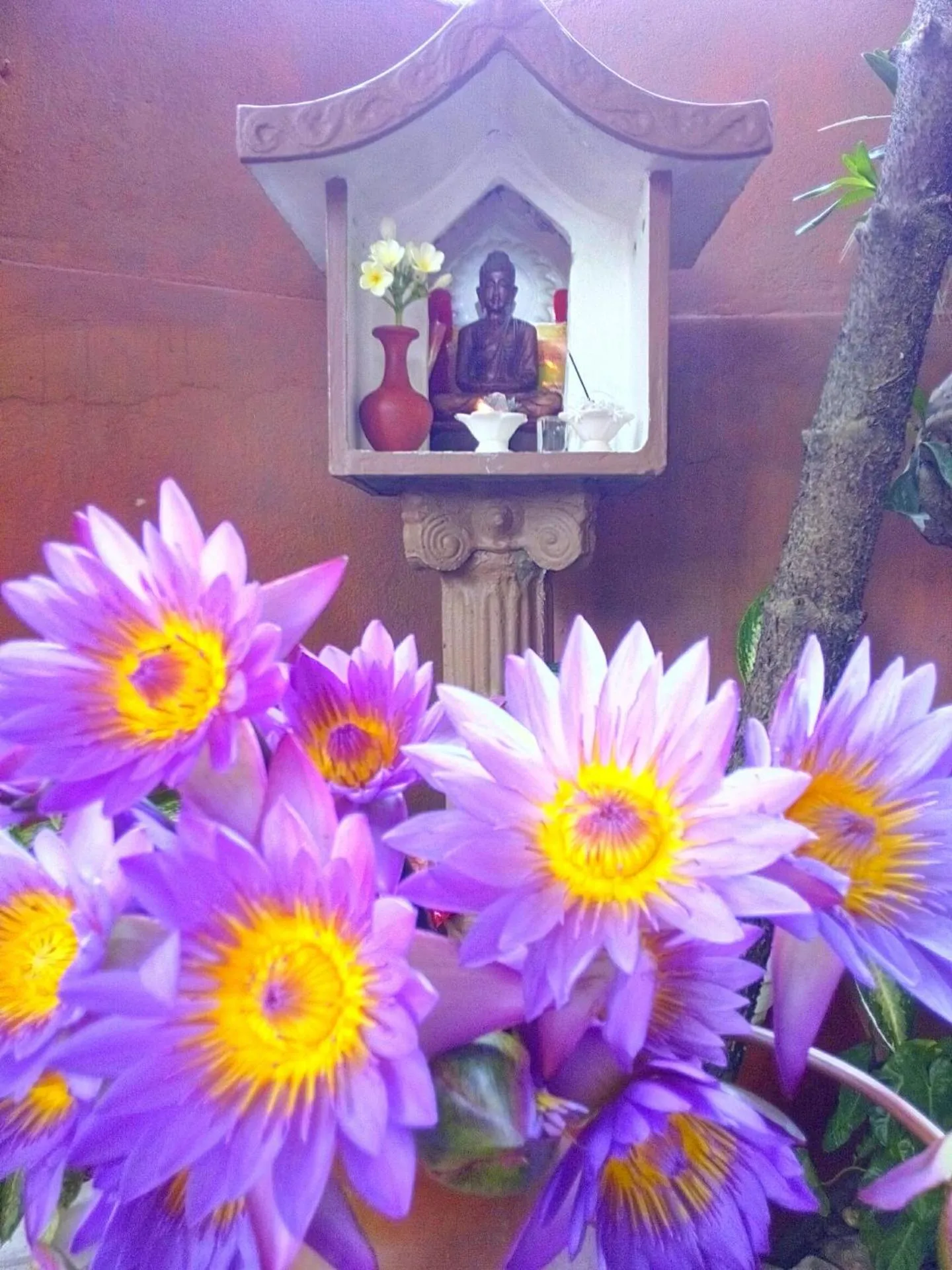 Garden in Sri Lancashire Guest House