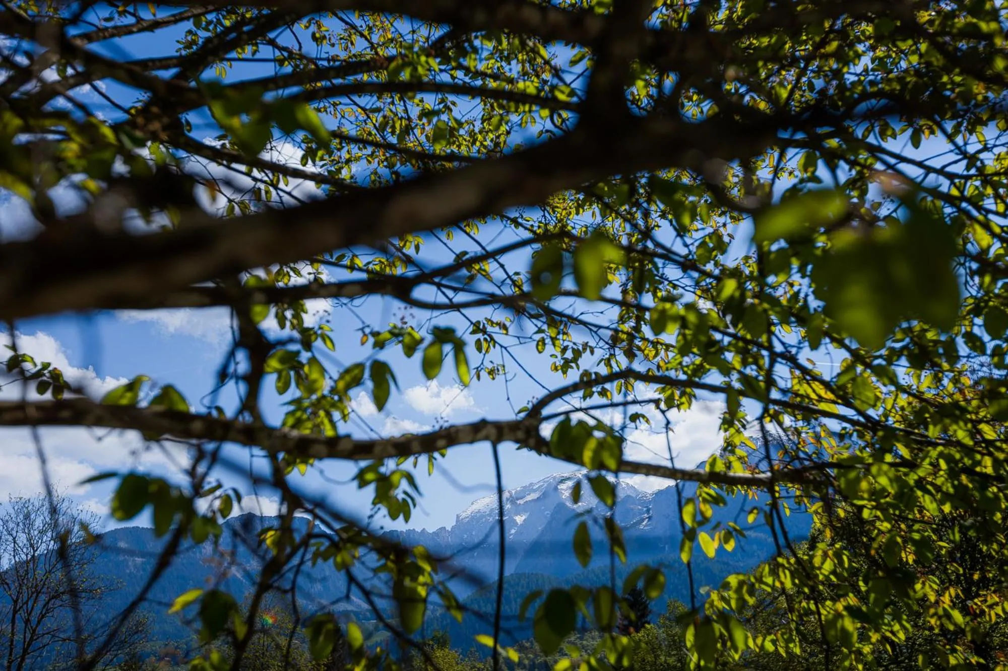 View (from property/room) in Waldklause