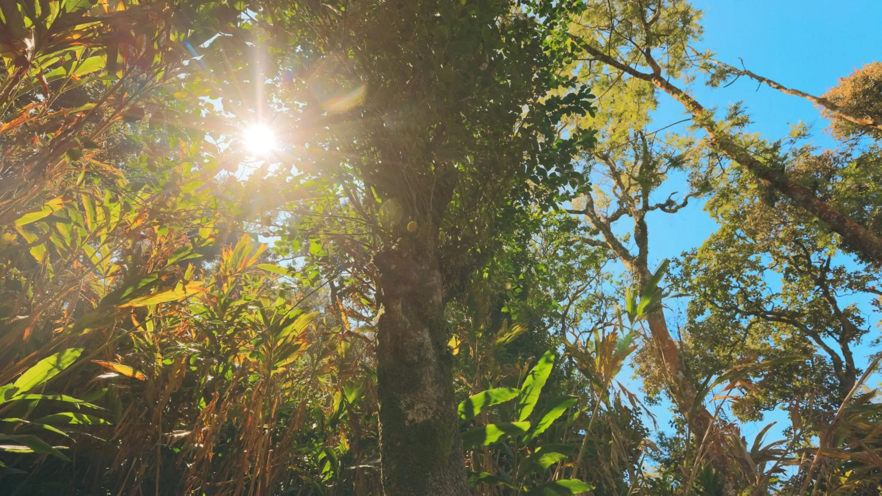 Area and facilities in Shola Crown Resort - Munnar