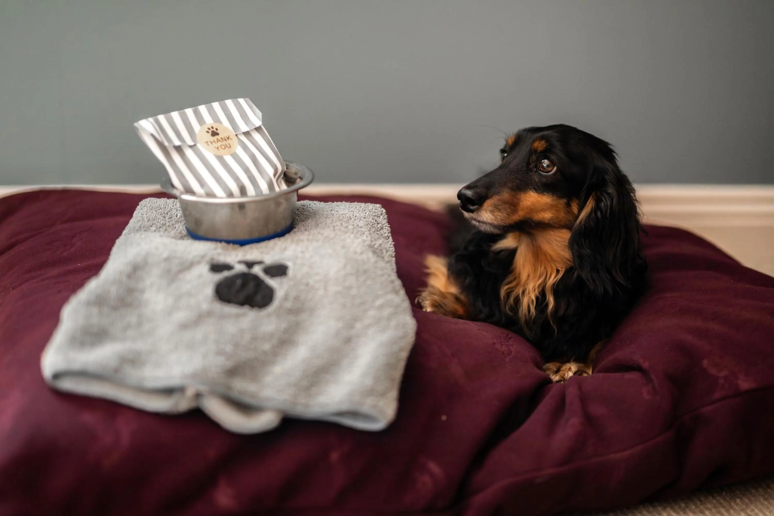 Pets in The Lamb Inn