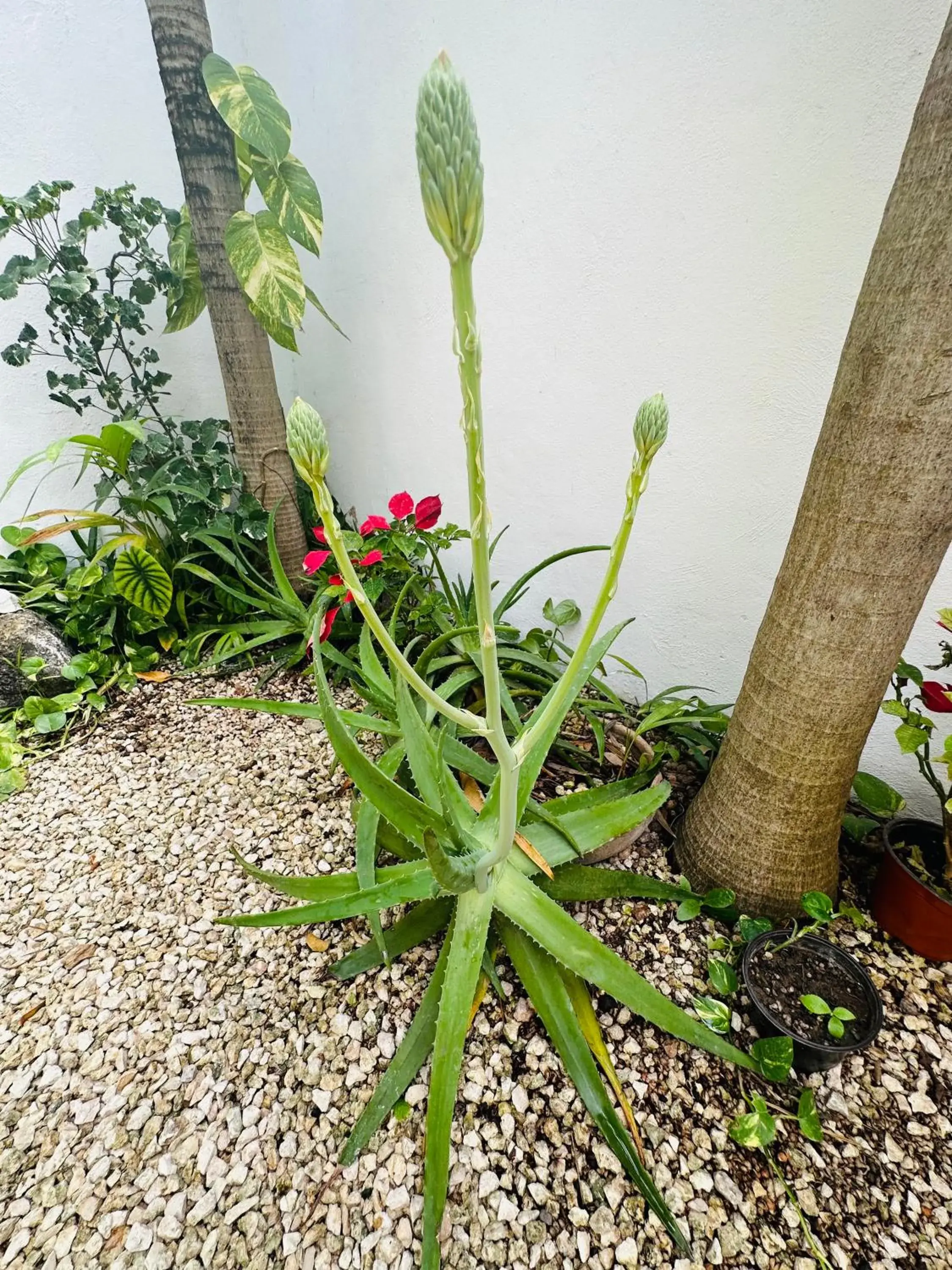 Garden in Hotel Nicte Ha Tulum