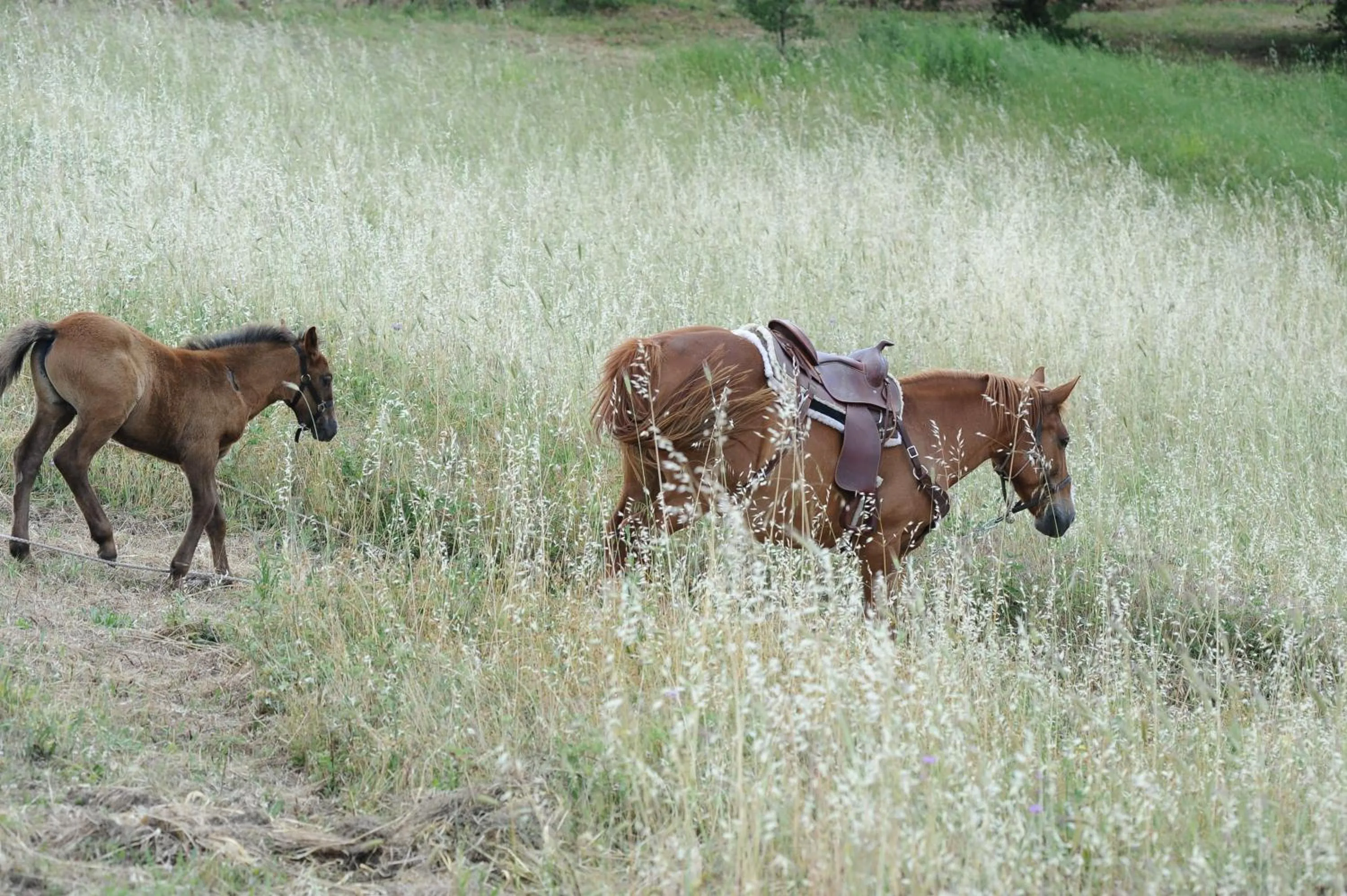 Animals in Eliceto Resort & SPA