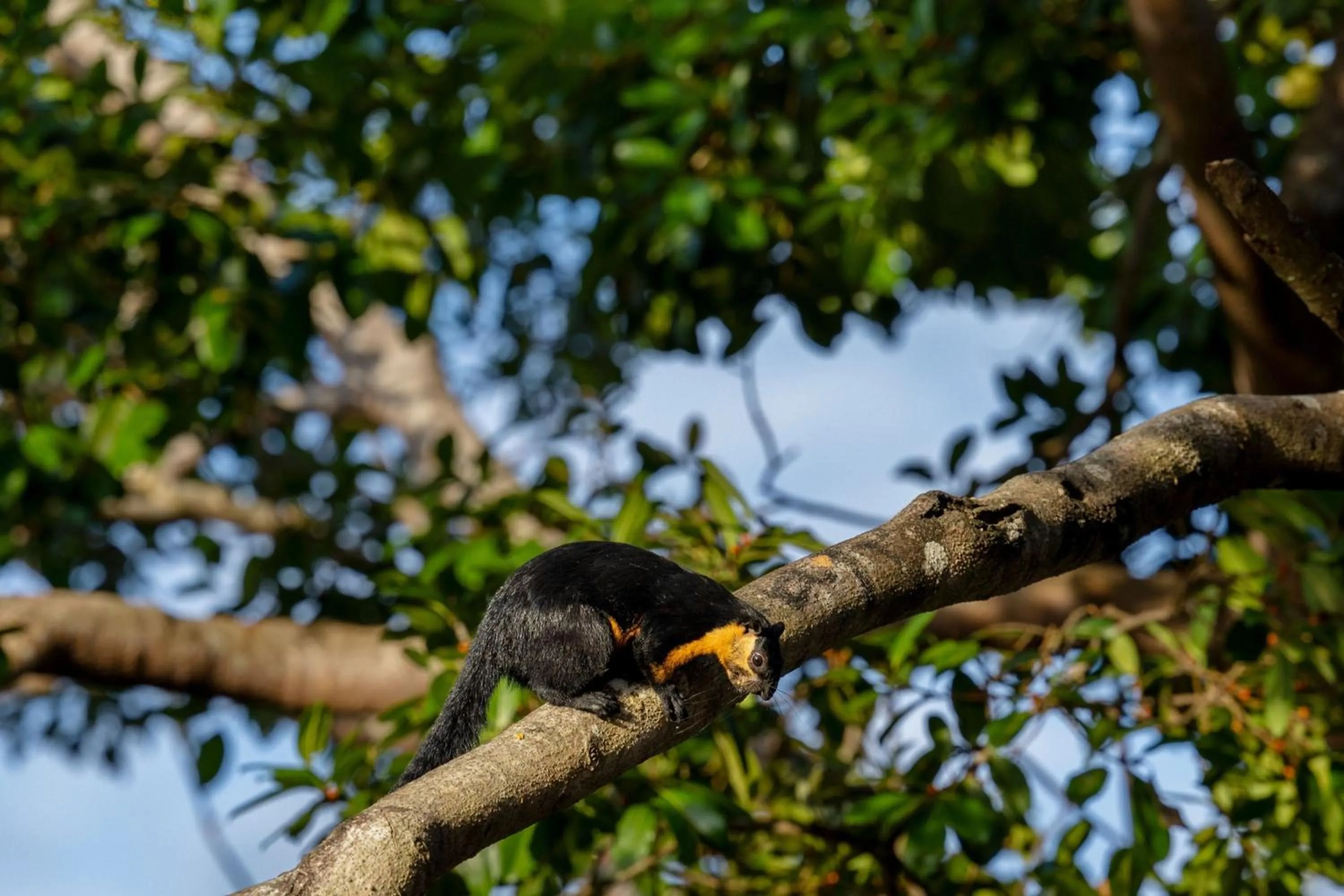 Other in The Ritz-Carlton, Langkawi