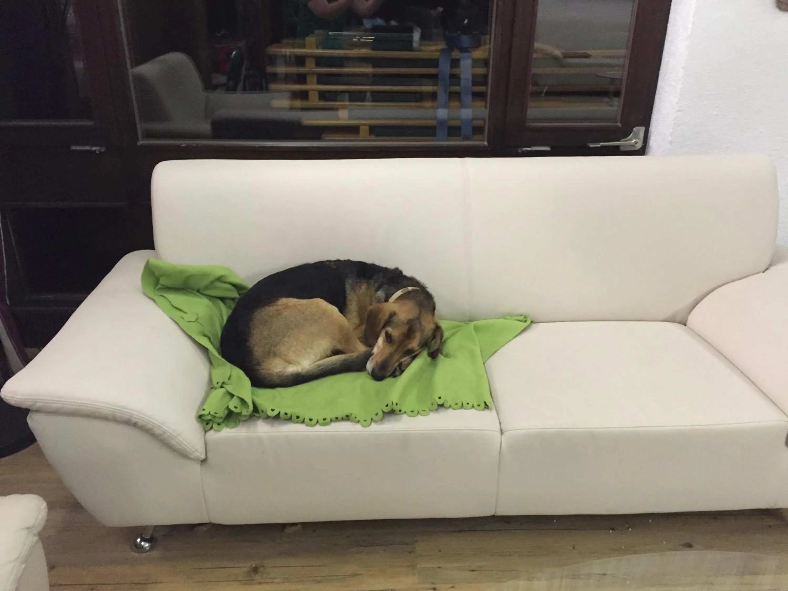 Pets in Hotel Styrolerhof