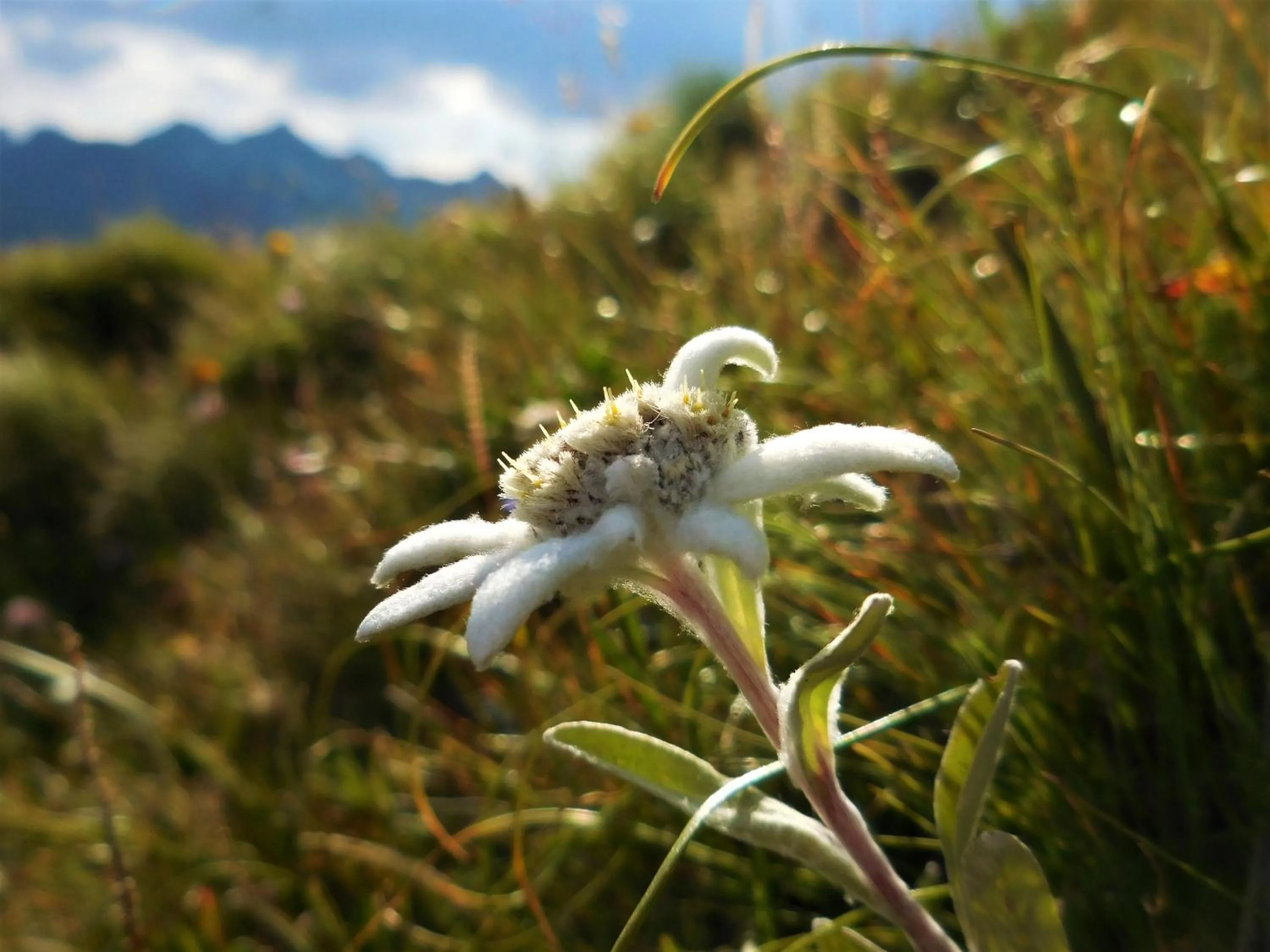 Summer in Hotel Styrolerhof