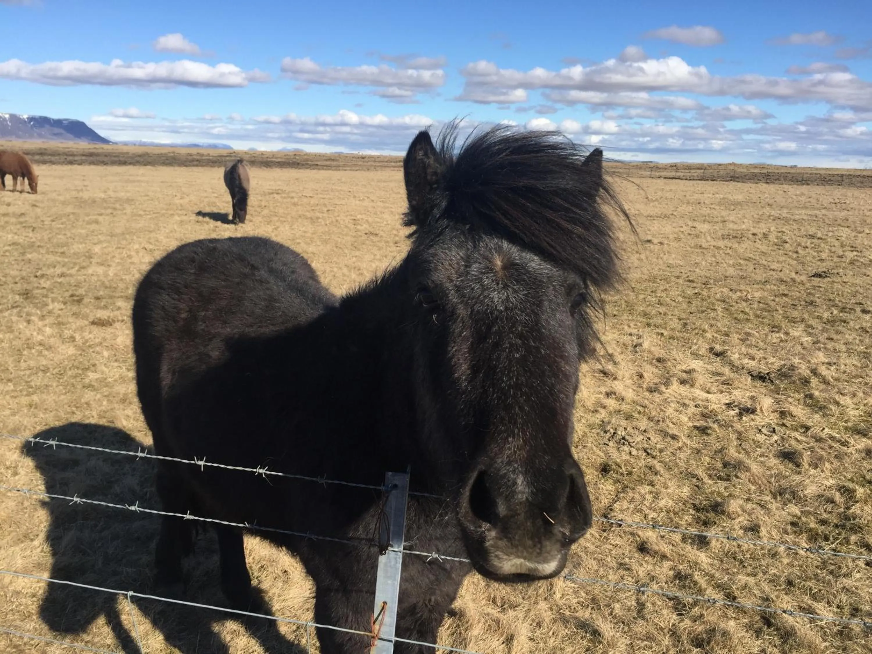 Ocean Beach Apartments
