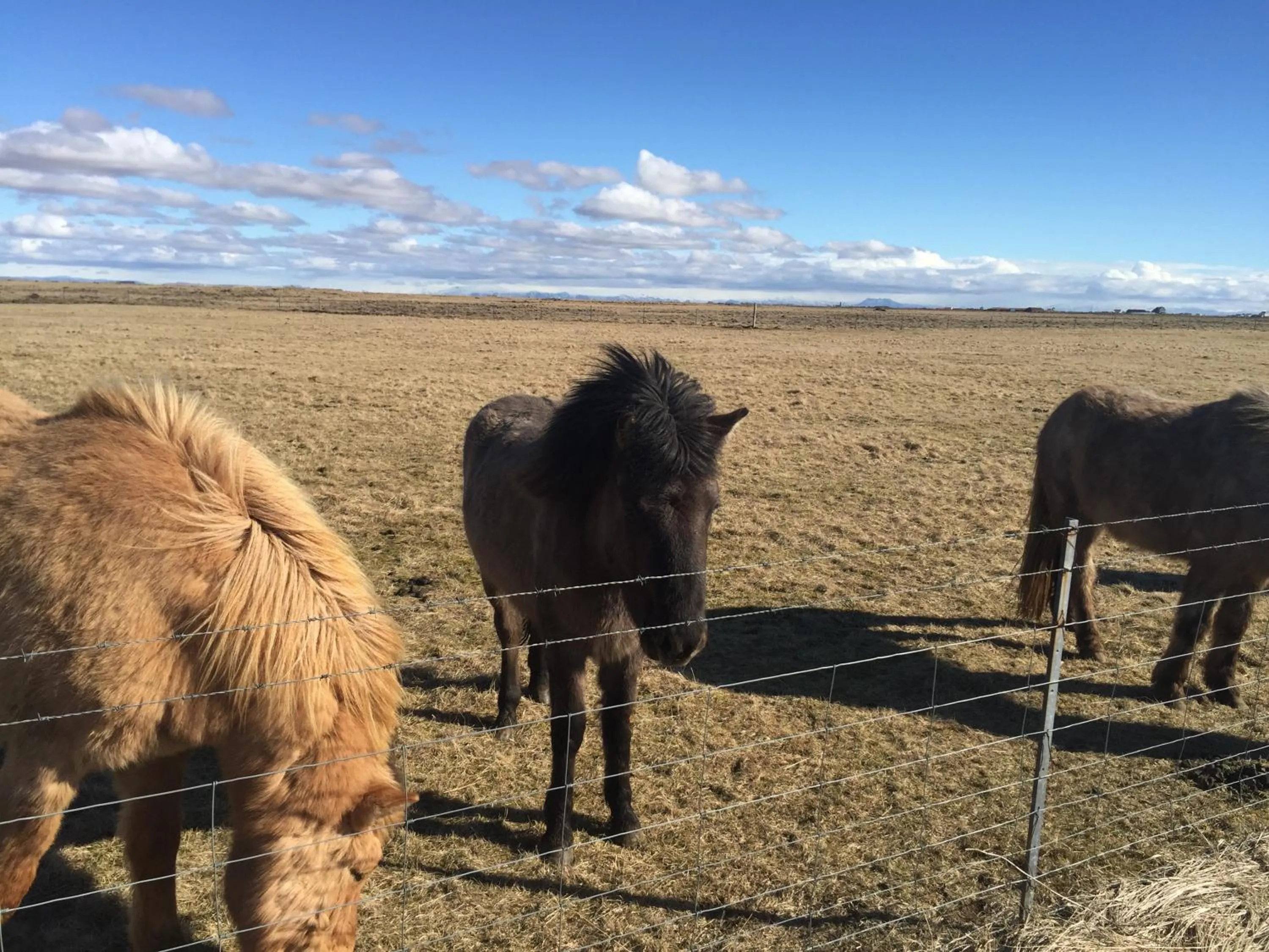 Ocean Beach Apartments
