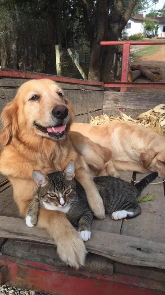 Animals in Pousada Chalés da Lua