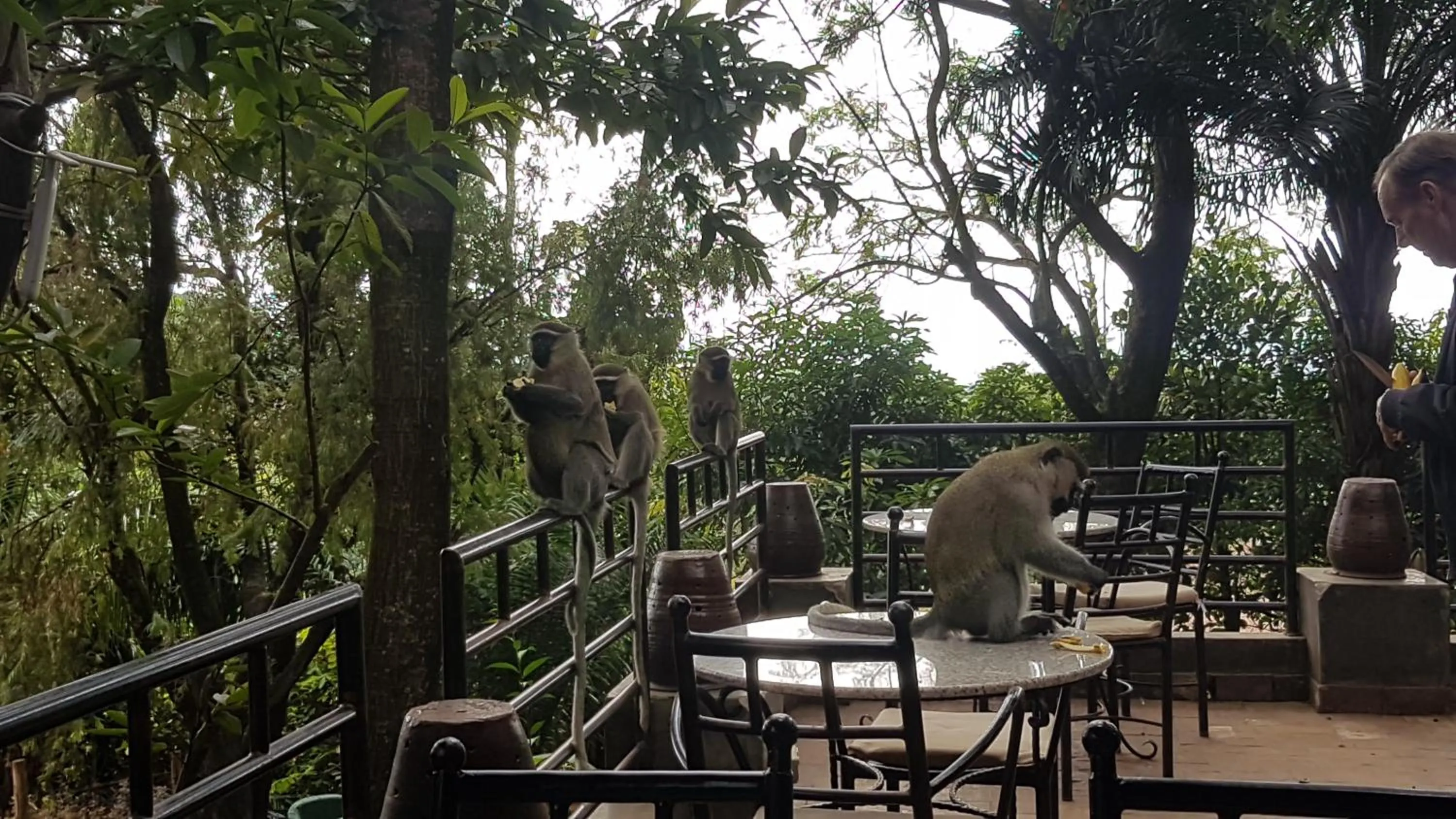 Kampala Forest Resort - KFR Lodge