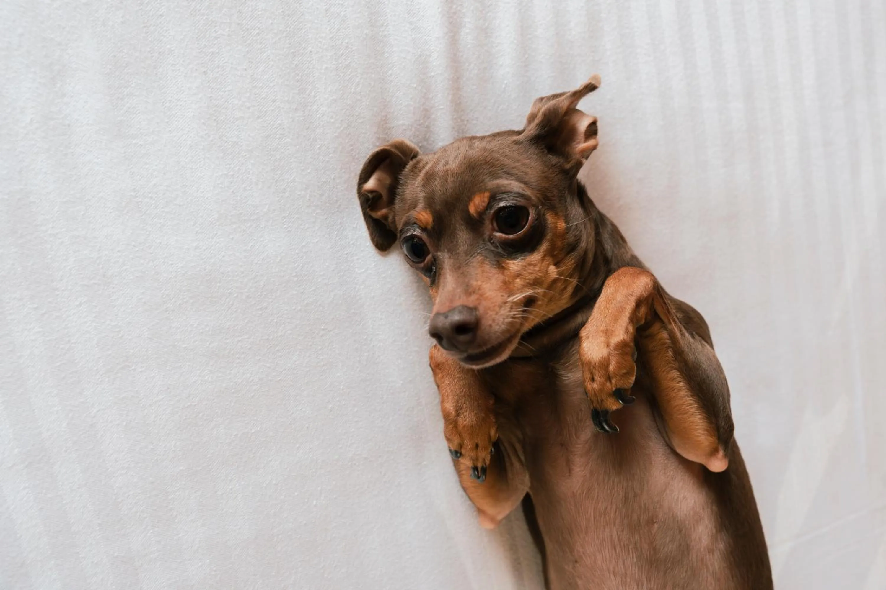 Animals in Gaia Residence