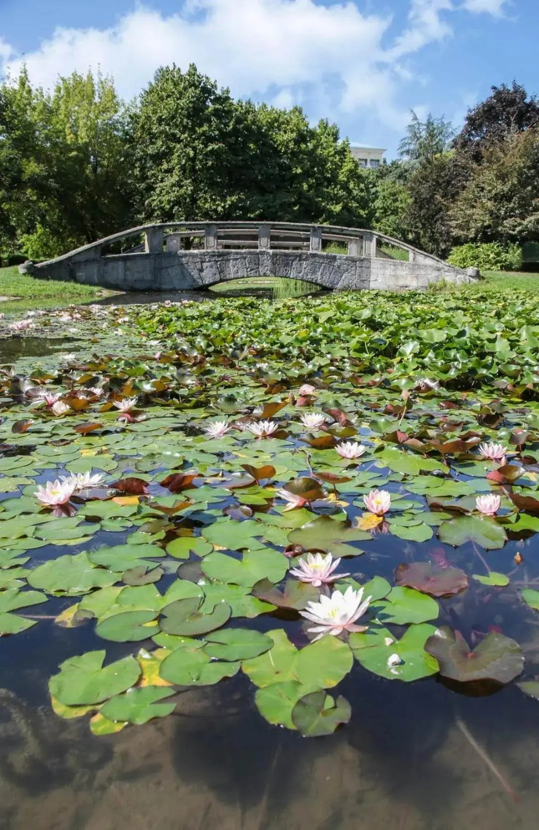 Lake view in Albina apartman